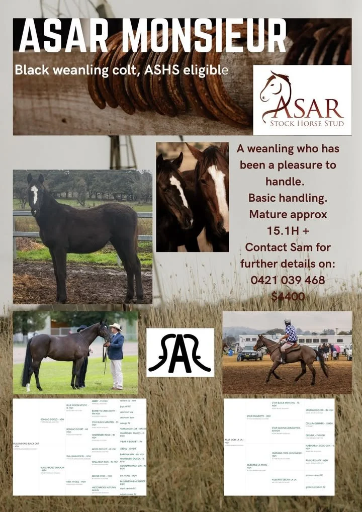 Asar Monsieur ~ Black weanling colt