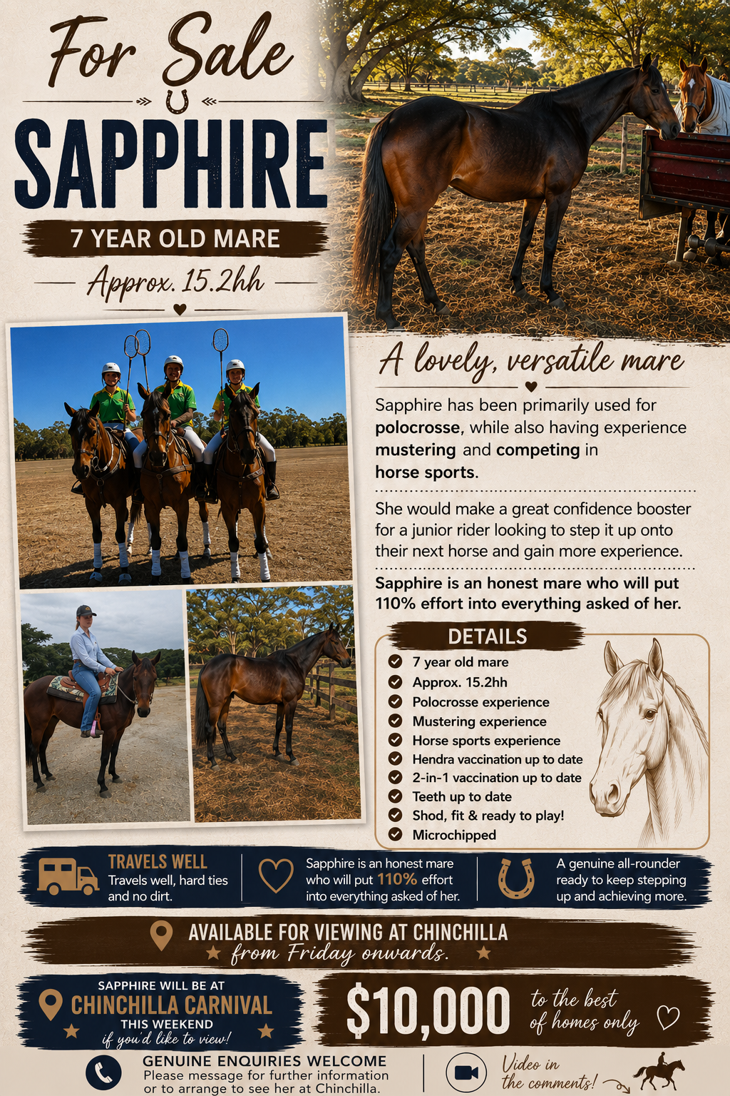 Sapphire ~ 7yo Mare 15.2h