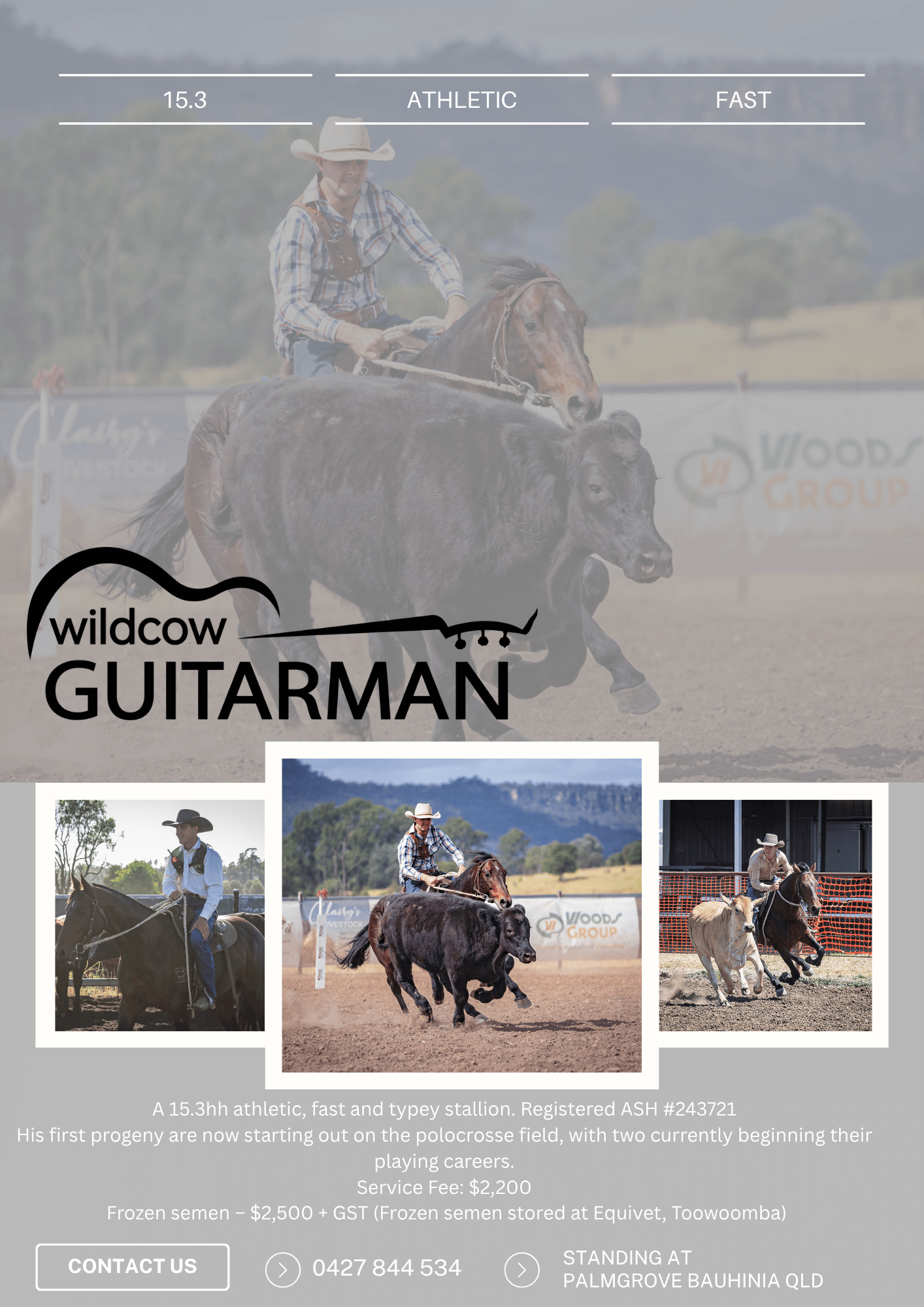Wildcow Guitarman ~ ASH #243721