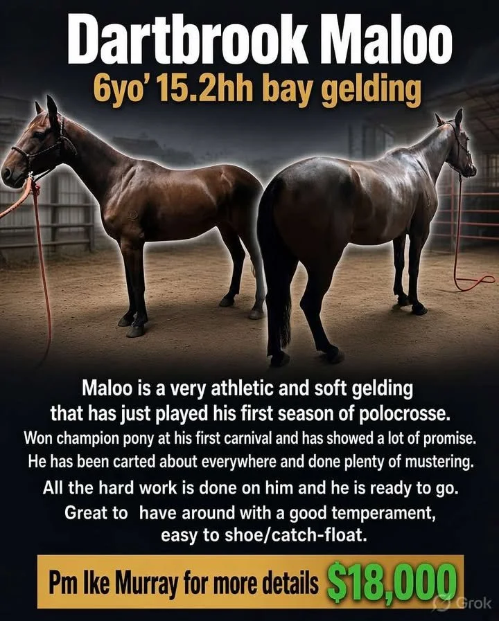 Dartbrook Maloo ~ 15.2h 6yo gelding 