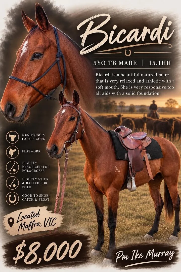 Bicardi ~ 15.1h 5yo Mare 