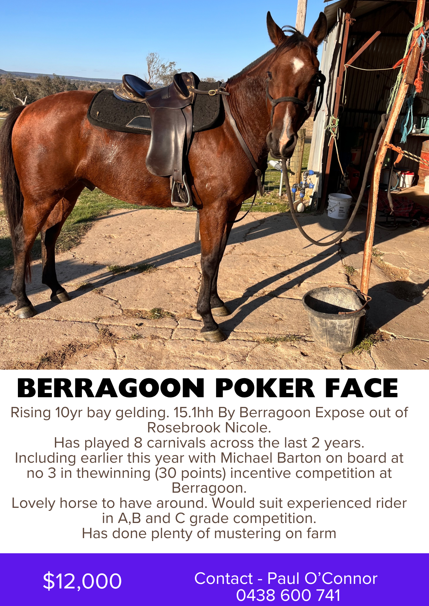 Berragoon Poker Face ~ 10yo Gelding 