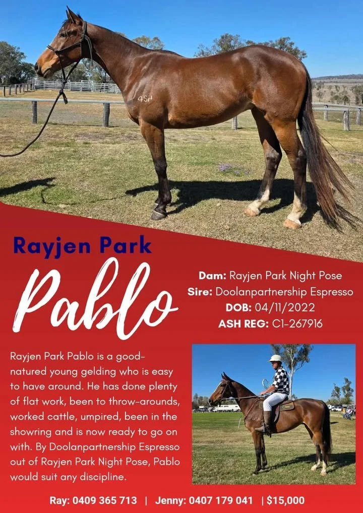 Rayjen Park Pablo ~ Young gelding 