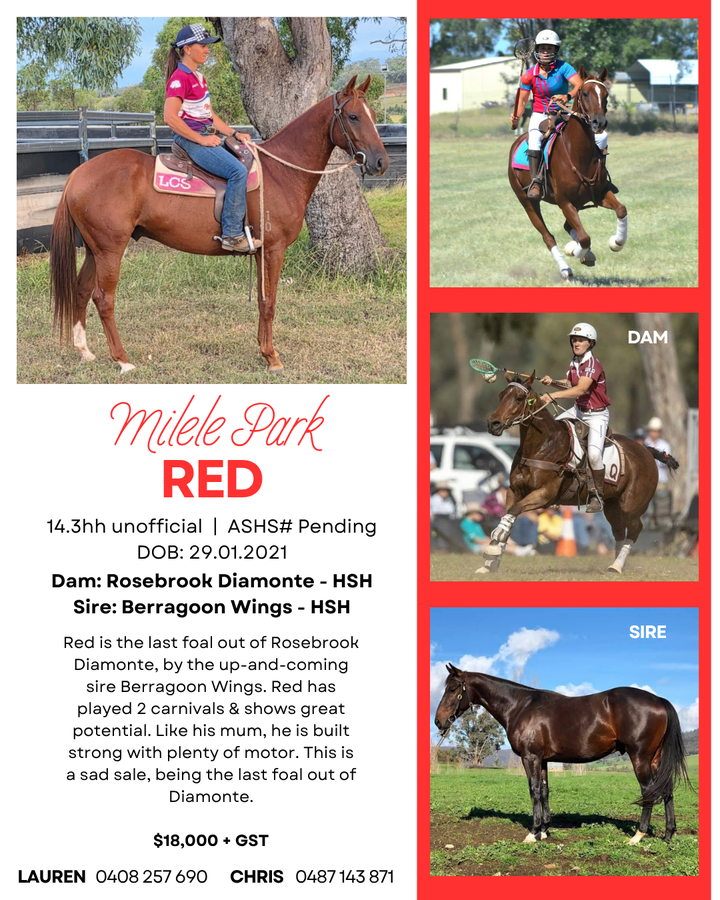 Milele Park Red ~ 14.3 Gelding 