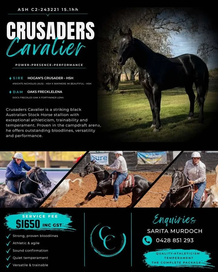 Crusaders Cavalier ~ ASH # C2-243221 