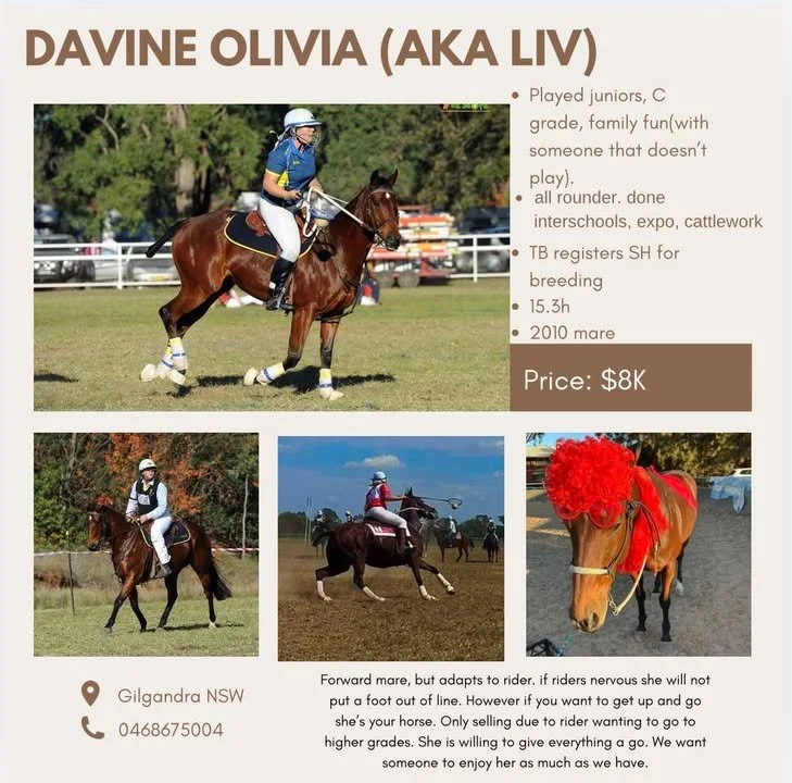 Davine Olivia ~ 15.3h 2010 Mare 