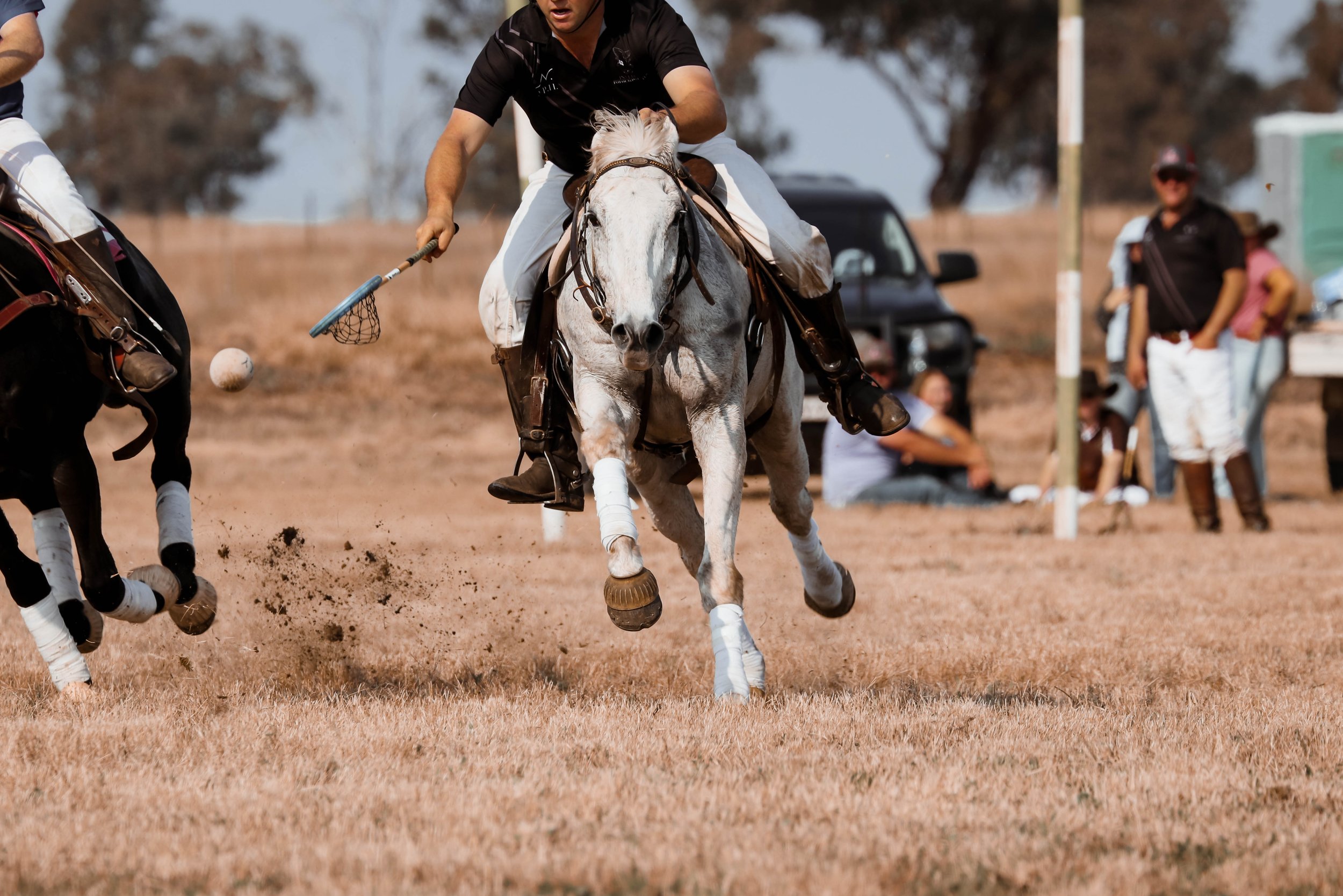 A horse polo match with a player on a white horse approaching a ball, with other players and spectators visible in the background.