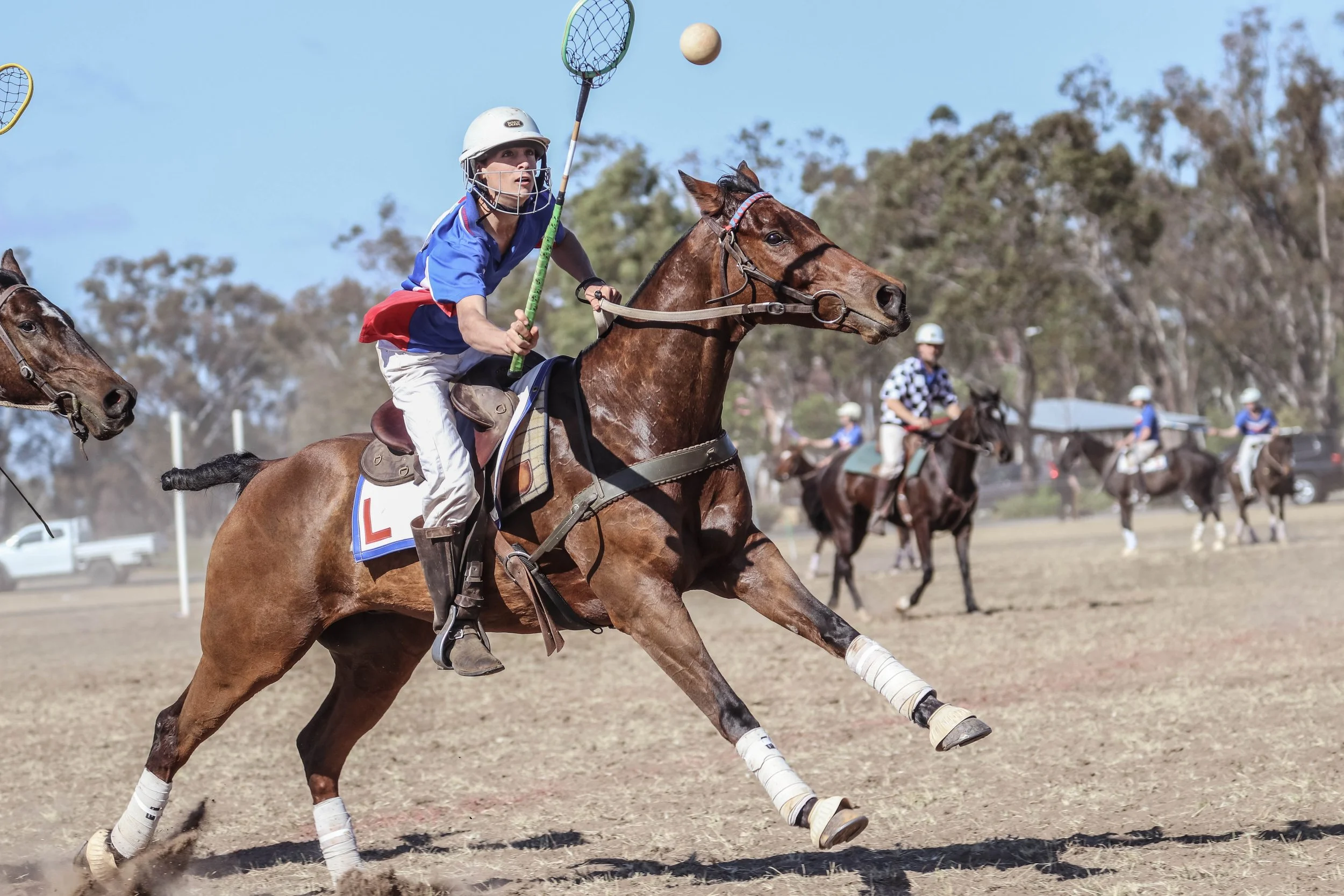 A polo player in a blue shirt and white helmet riding a brown horse with white leg wraps, reaching for a ball with a mallet during a game on an outdoor field. Other players on horses are visible in the background.