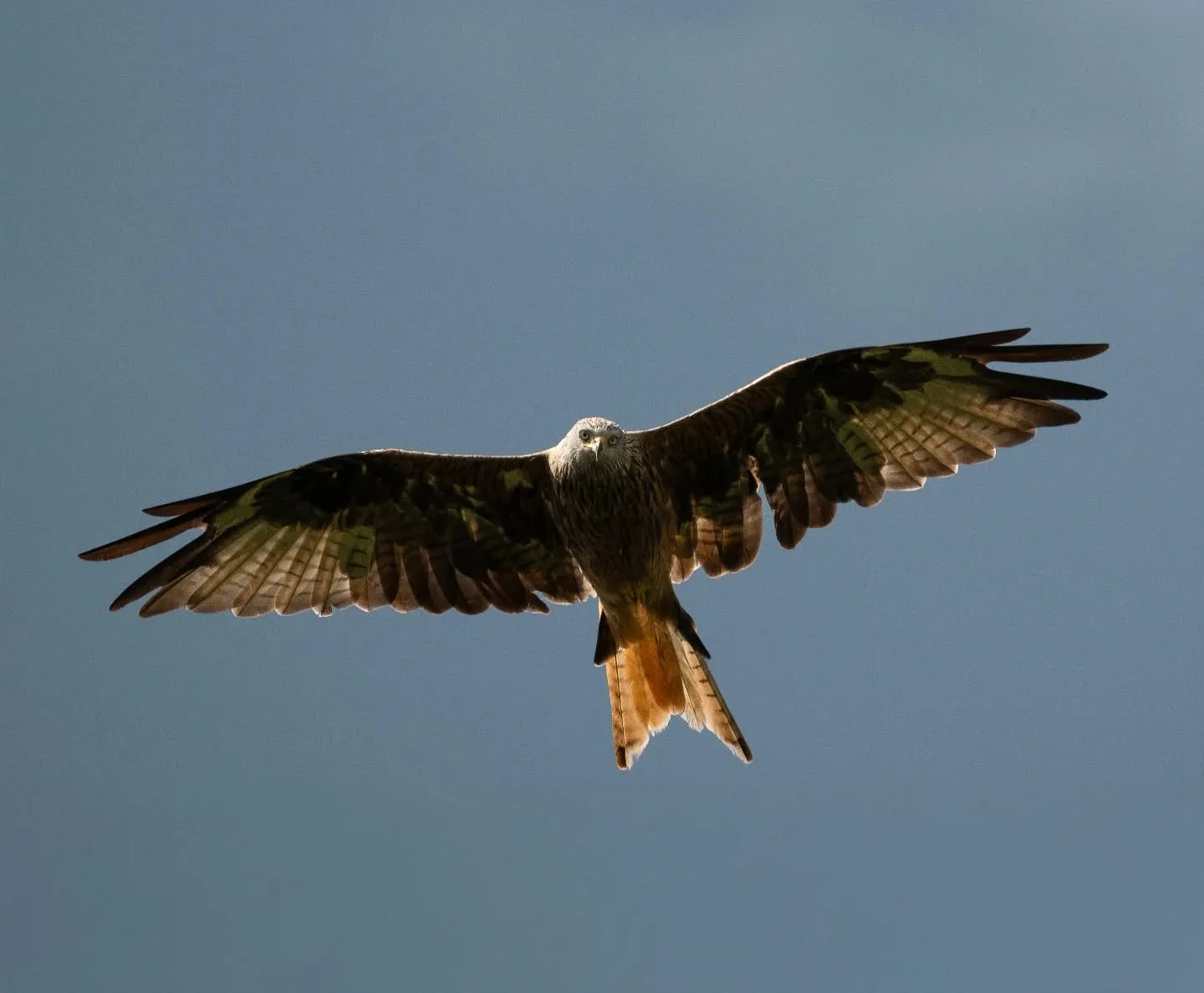 Red kite in Germany

f/6.3

1/2500

478.60mm

ISO800

#sonyalpha
#birdingphotography