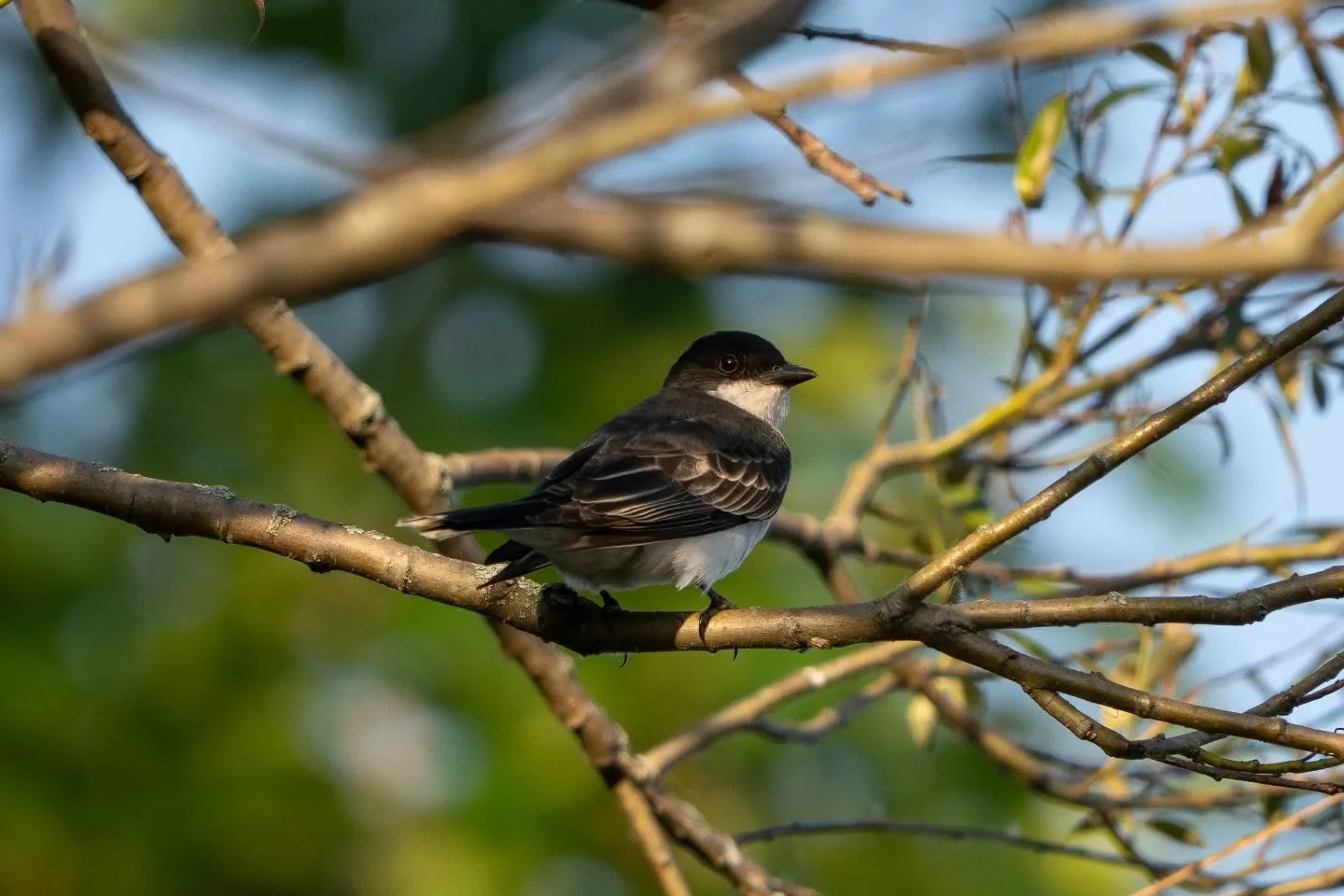Eastern kingbird

f/6.3 1/1600

600.00mm

IS01000

#sonyalpha