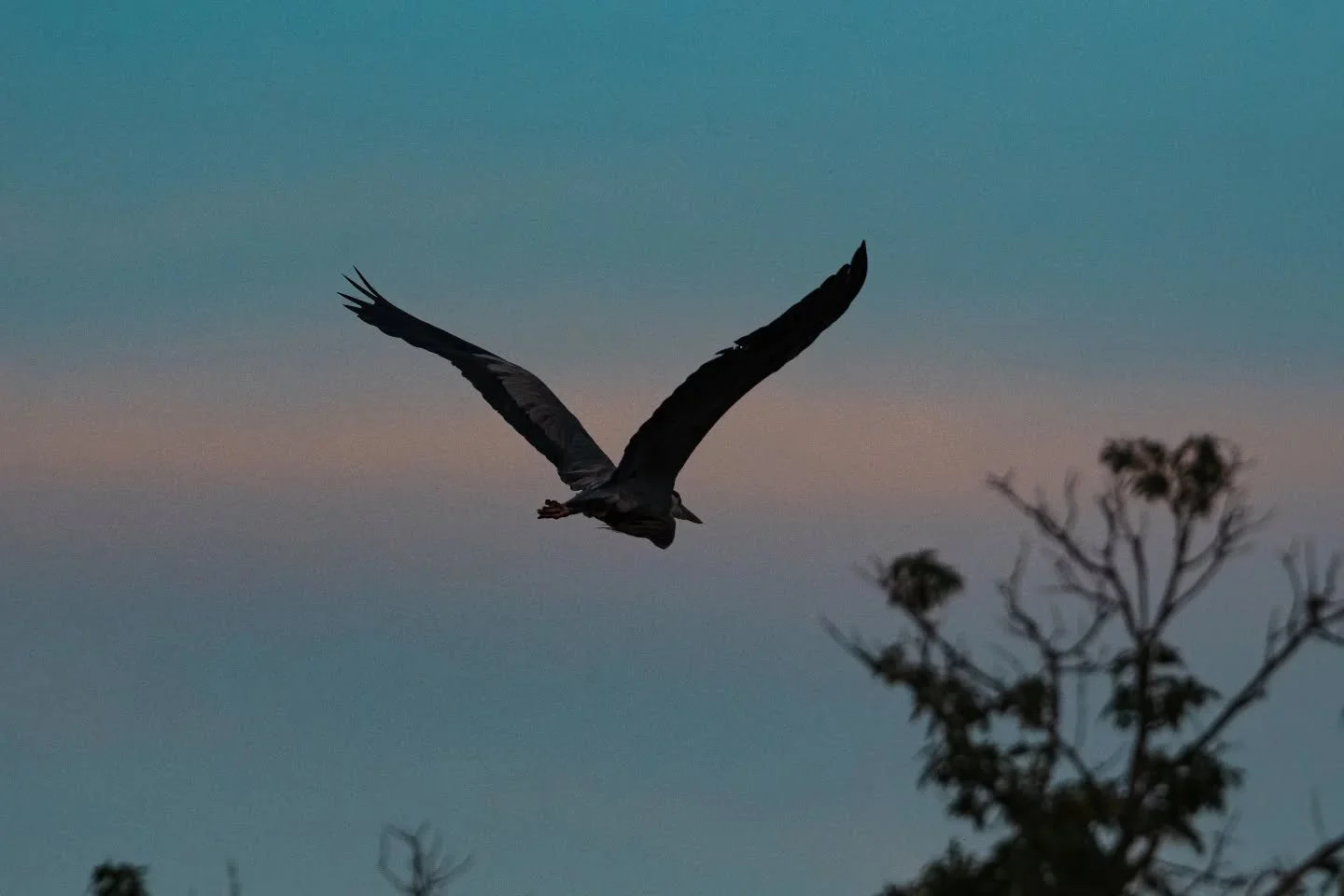 Sunset heron

f/5.6 1/2000

282.40mm

ISO2500

#sonyalpha 
#birdingphotography