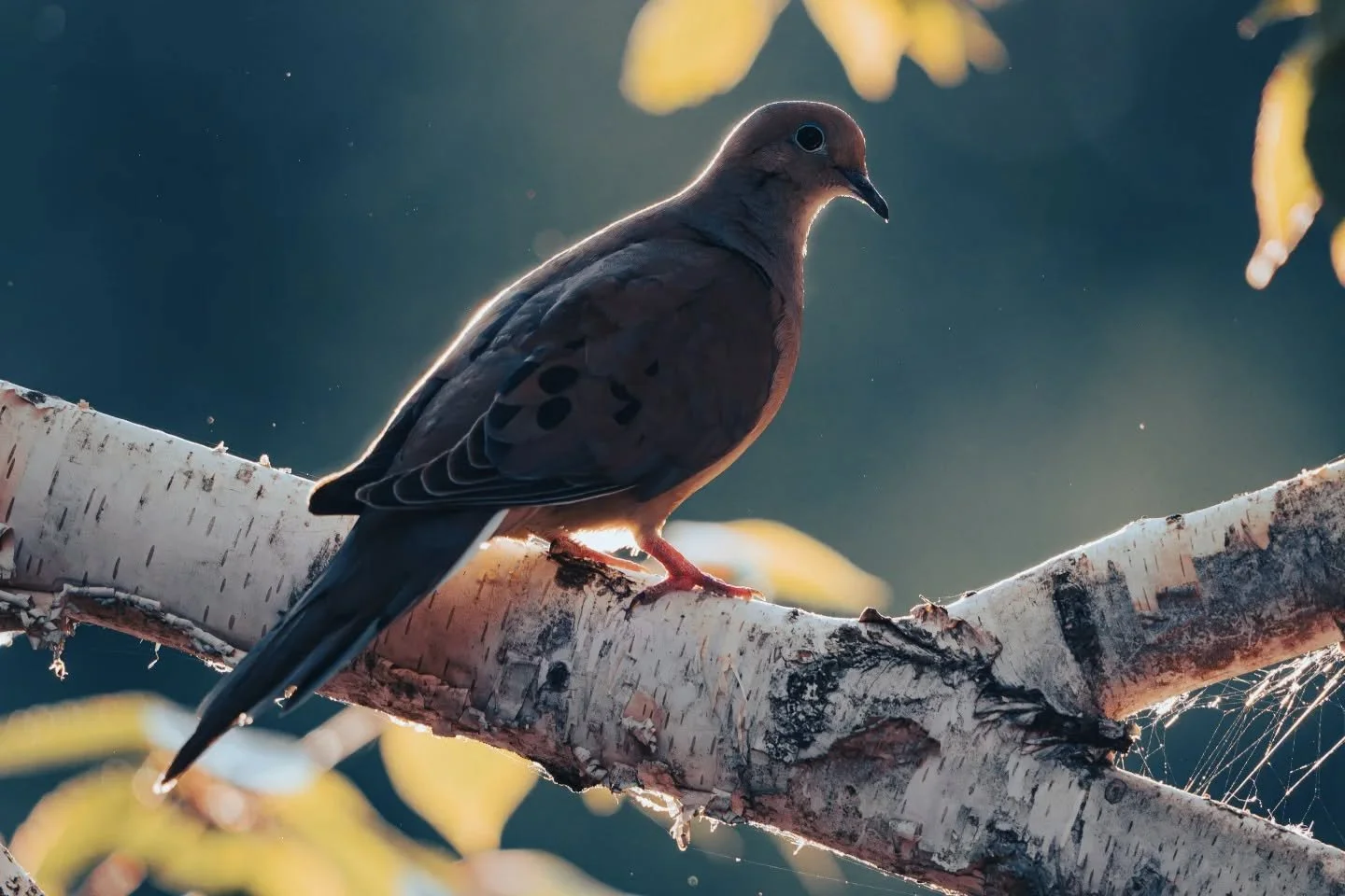 Don't be afraid of backlit subjects! Modern camera sensors have incredible dynamic range. Take advantage of it :)

SONY ILCE-6700

f/6.3

1/640

600.00mm

ISO2500

#sonyalpha 
#birdingphotography 
#sigmaphoto