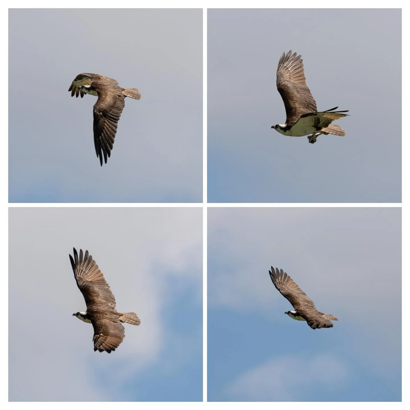 Osprey in flight

A6700 + sigma 60-600

#sonyalpha
#sigmaphoto 
#birdingphotography