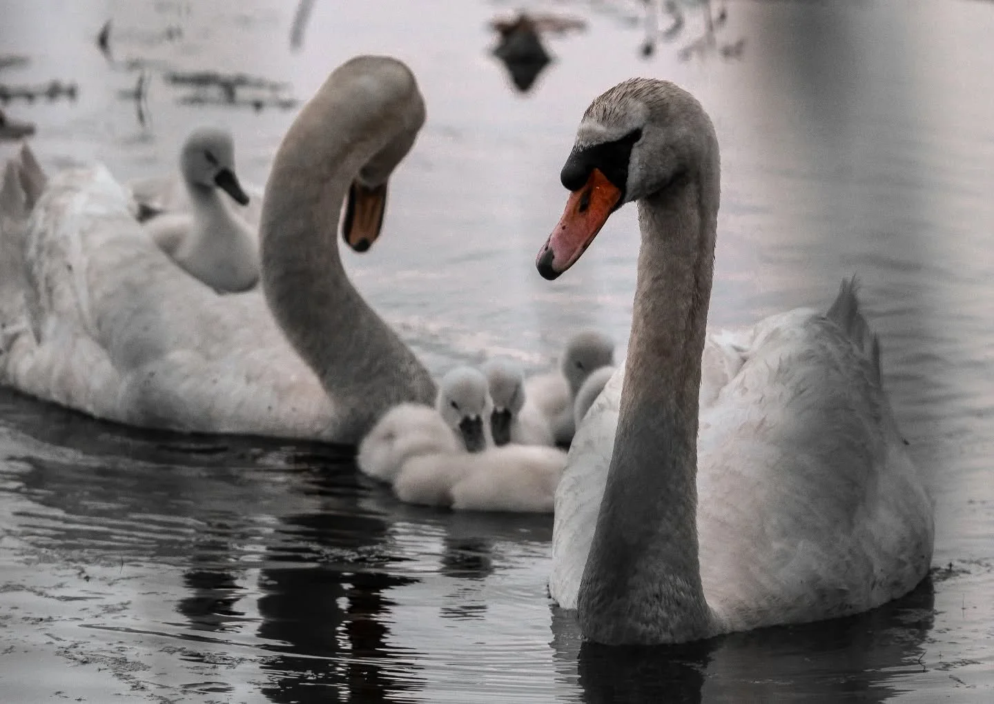 Hitchin a ride

#sonyalpha