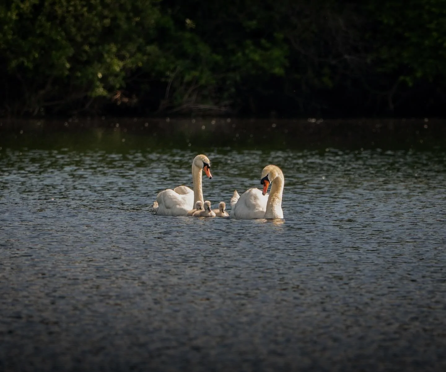 Swan family

#sonyalpha