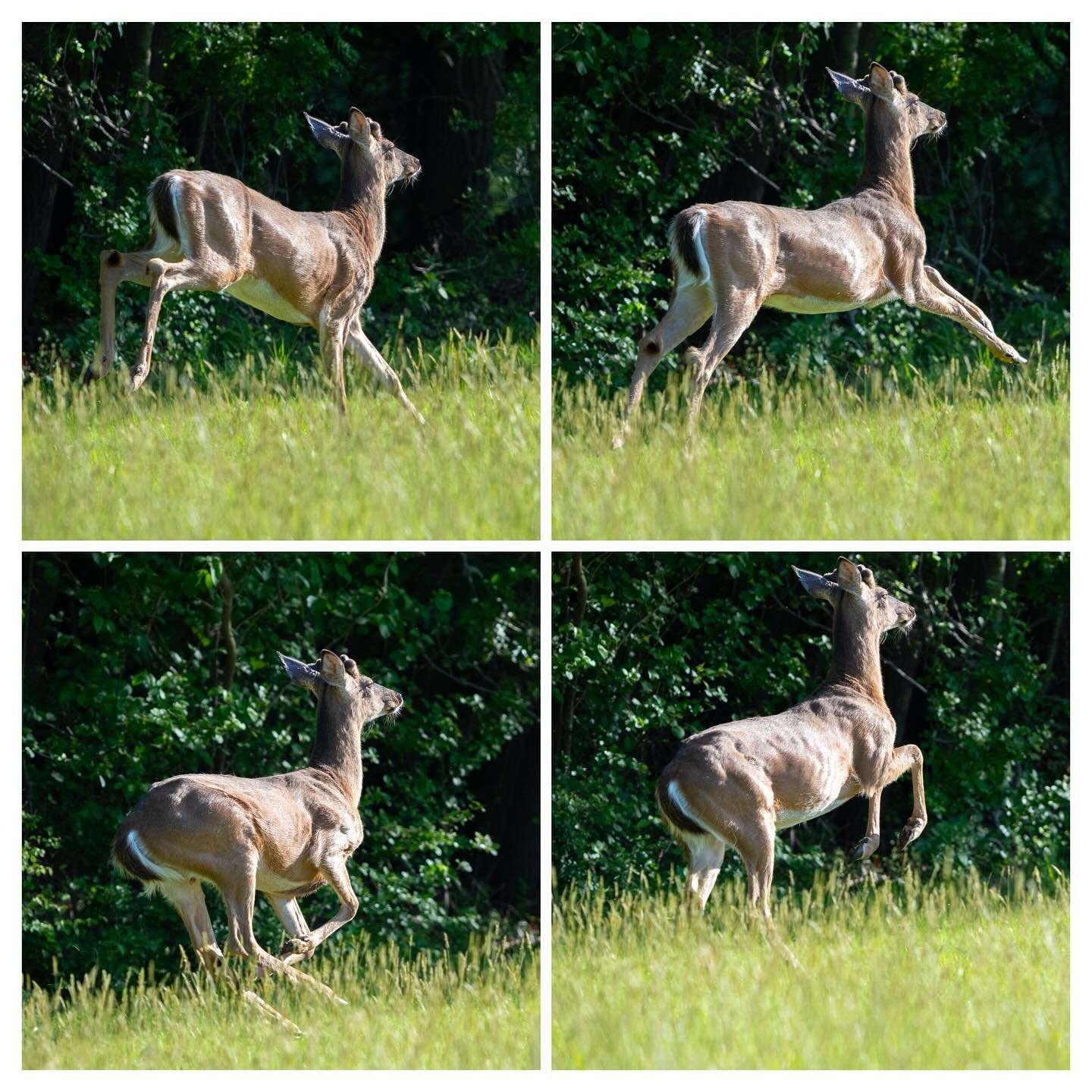 Quickscoped this guy as he burst out of the tree line
#sonyalpha