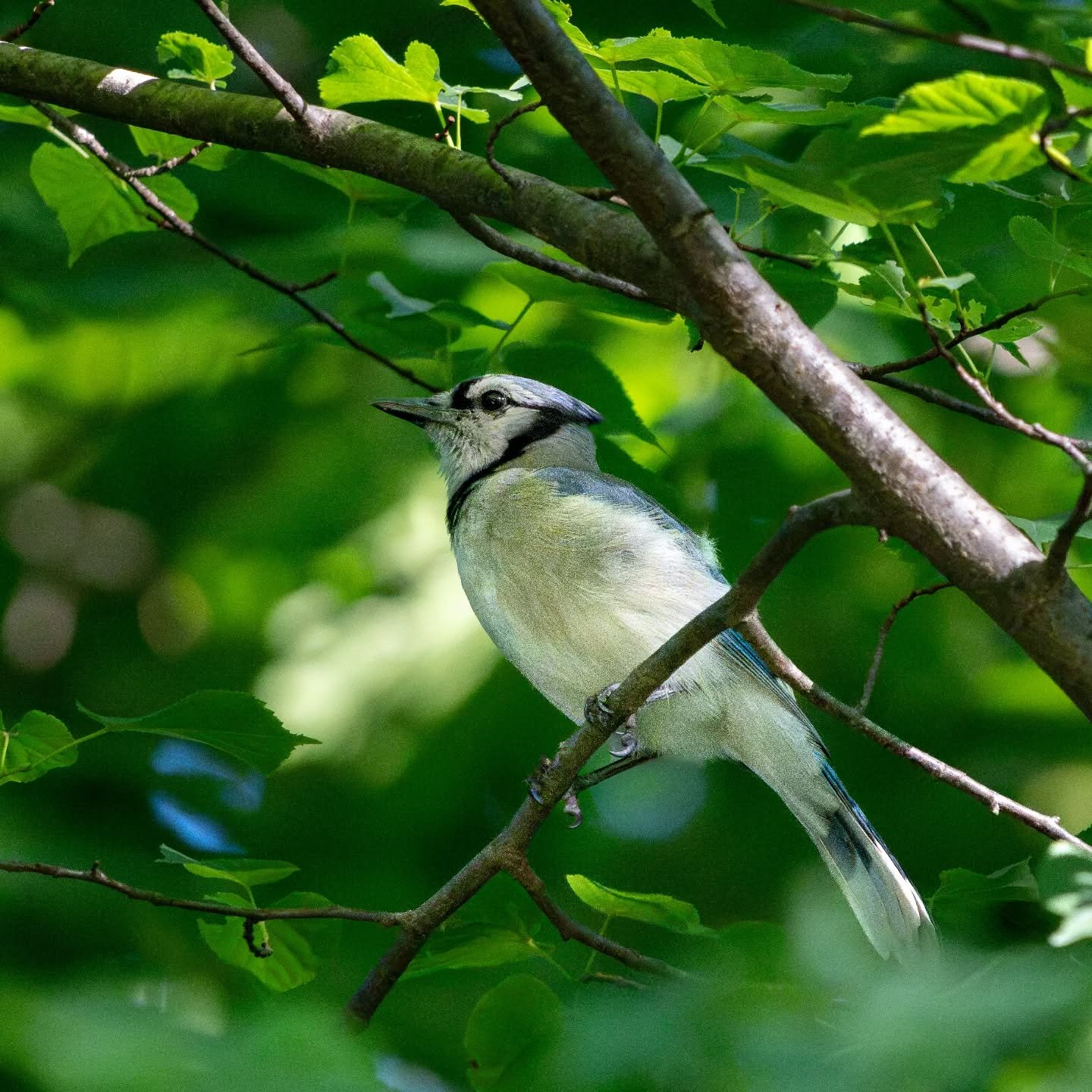 Blue jay :D

#sonyalpha