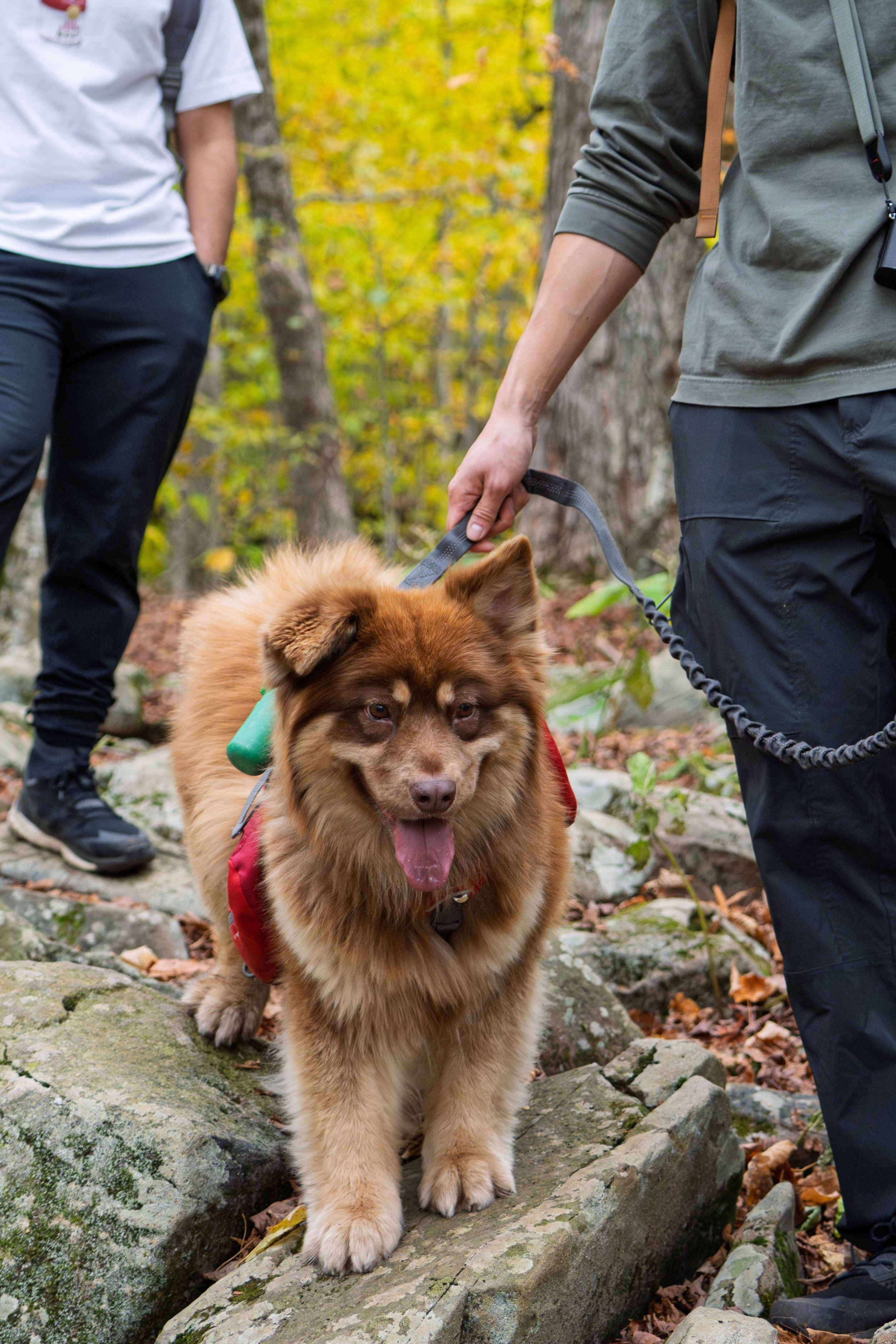 compressedImage (4).jpeg