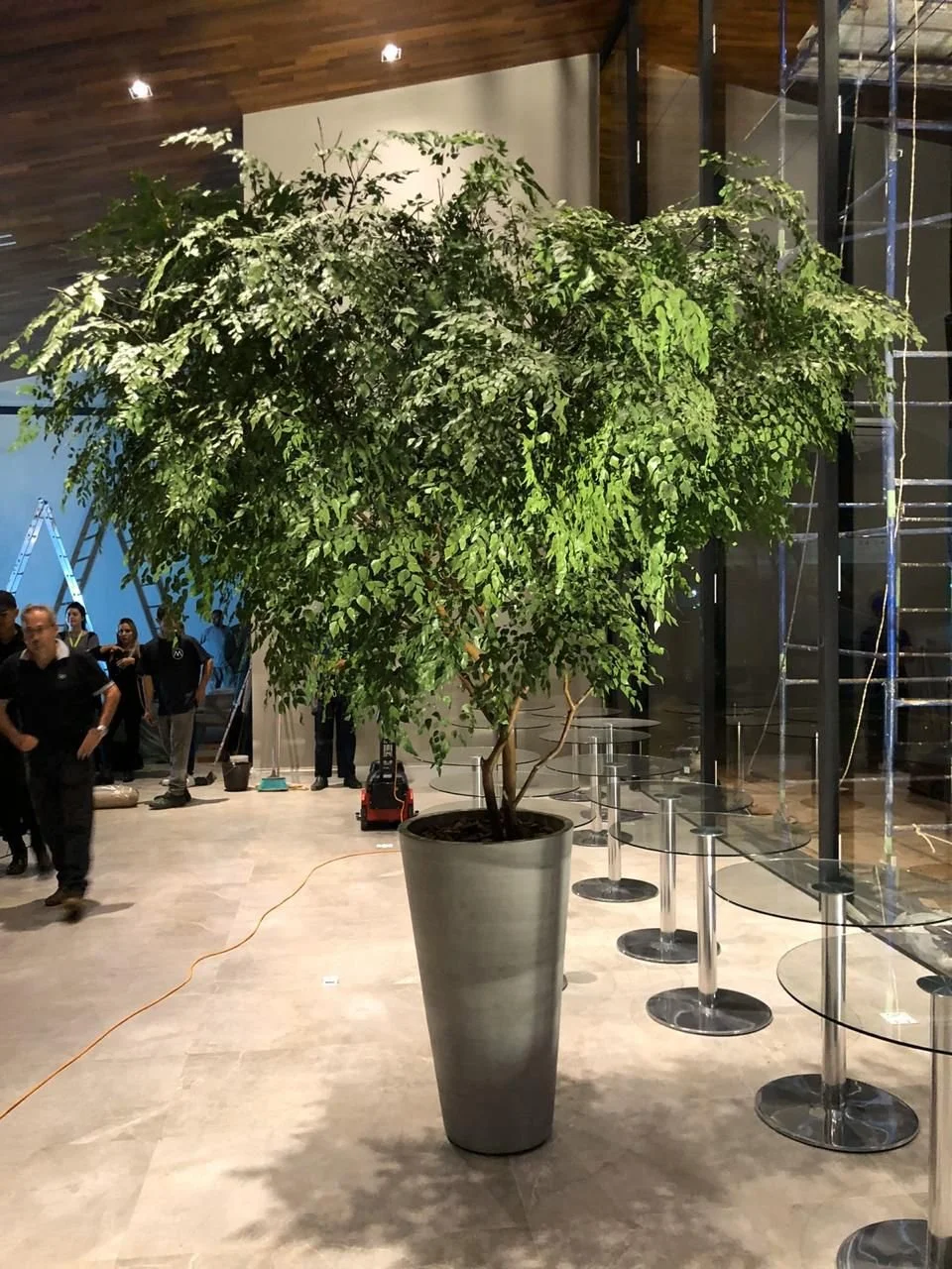PRESERVED TREE AT SPIRITUAL DESIGN BOTANICAL, BY JESUS PACHECO 