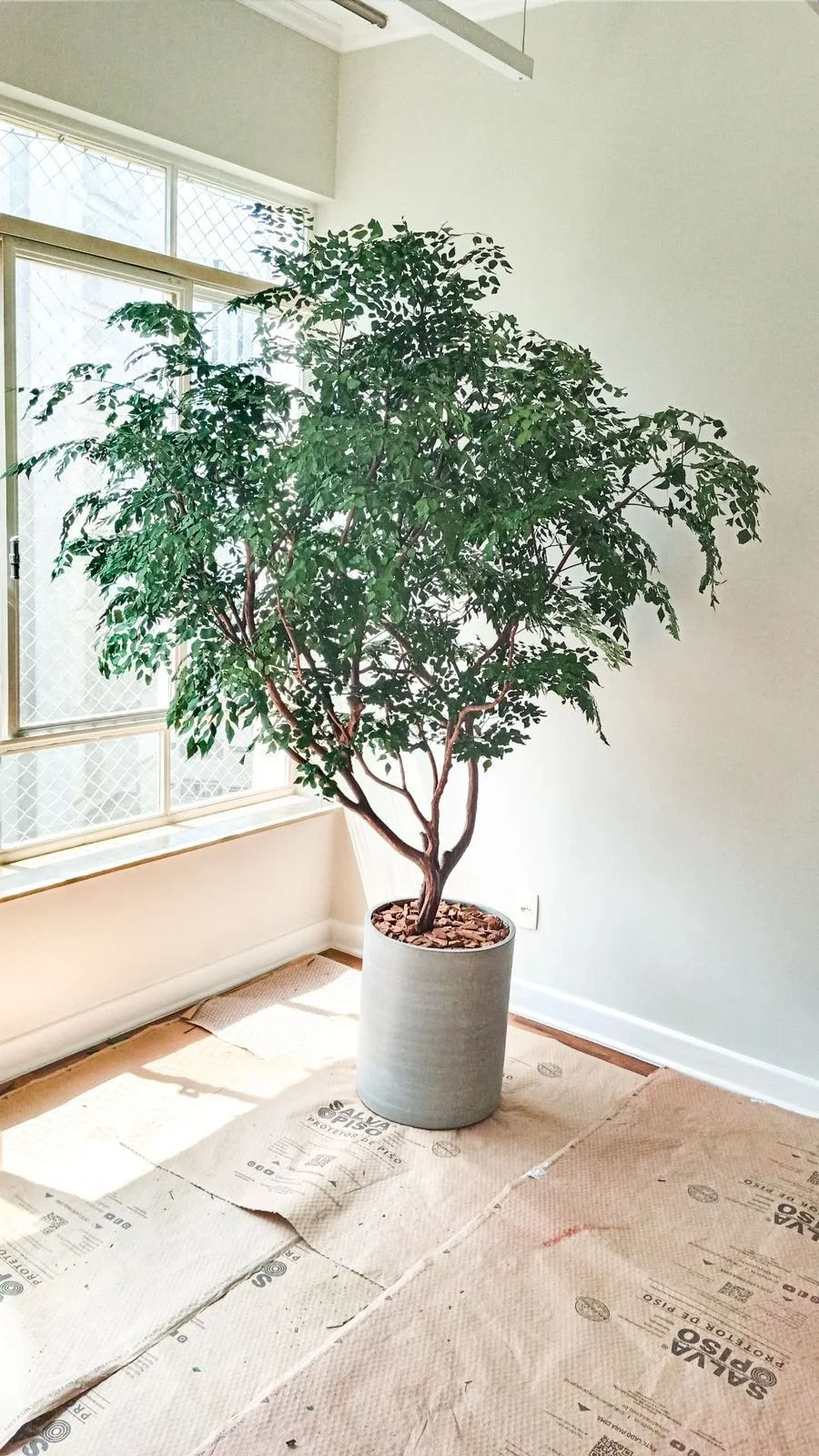 PRESERVED TREE AT SPIRITUAL DESIGN BOTANICAL, BY JESUS PACHECO 