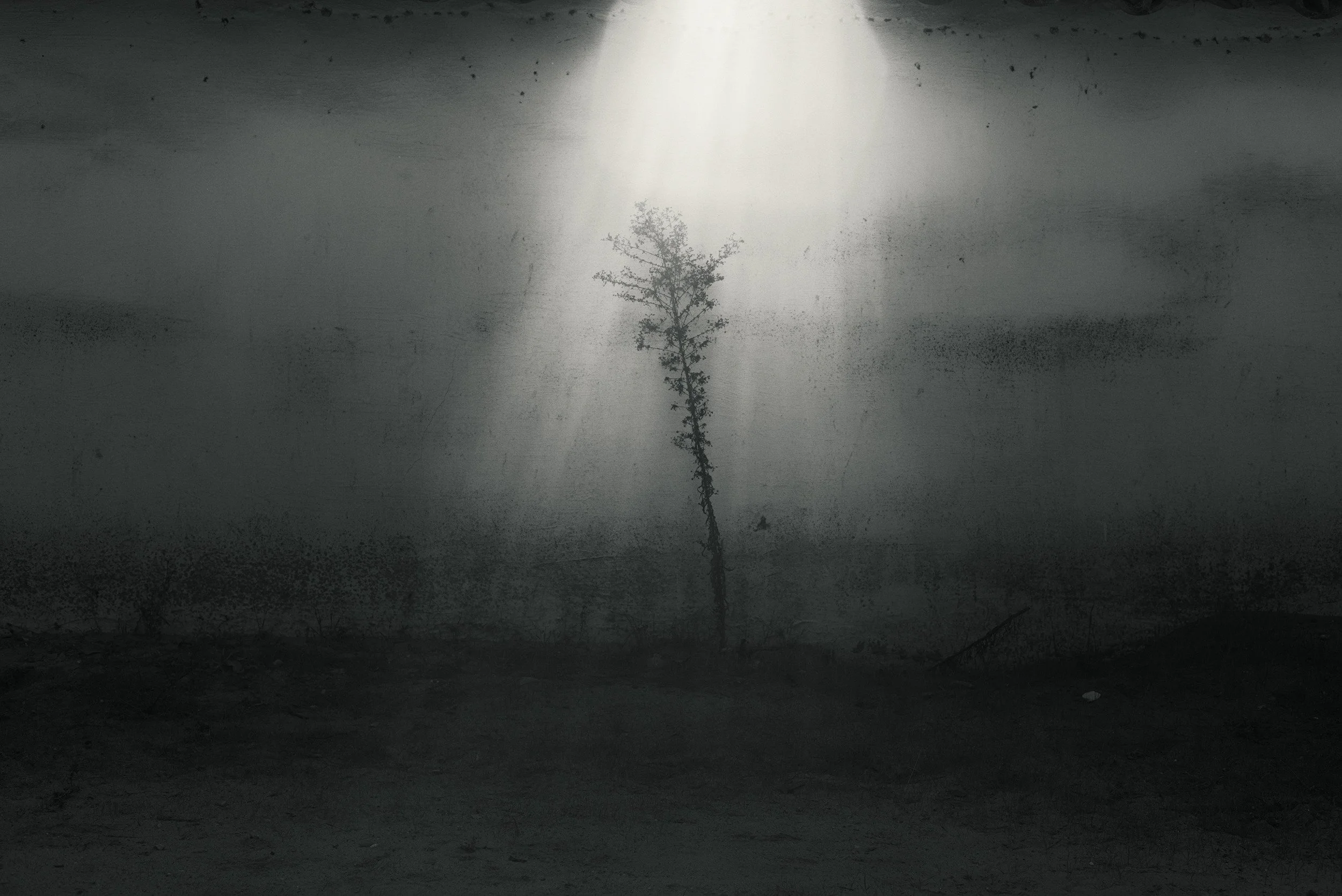 Survivor // Santa Barbara, 2025 // Square Exhibition, Decode Gallery, 2026