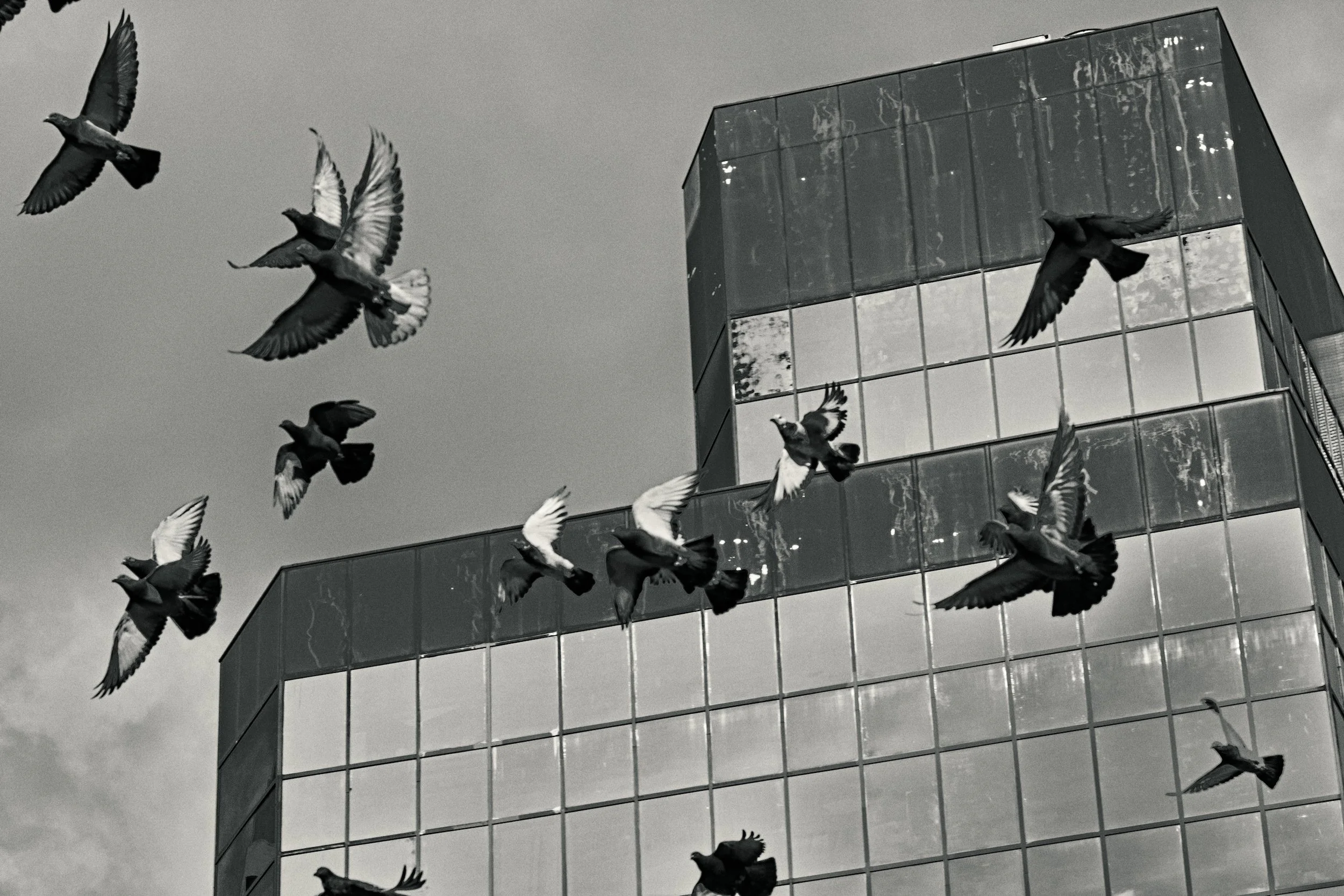 Pigeons-Entropy-Fragile-Permanence-Derek-Ronald.jpg
