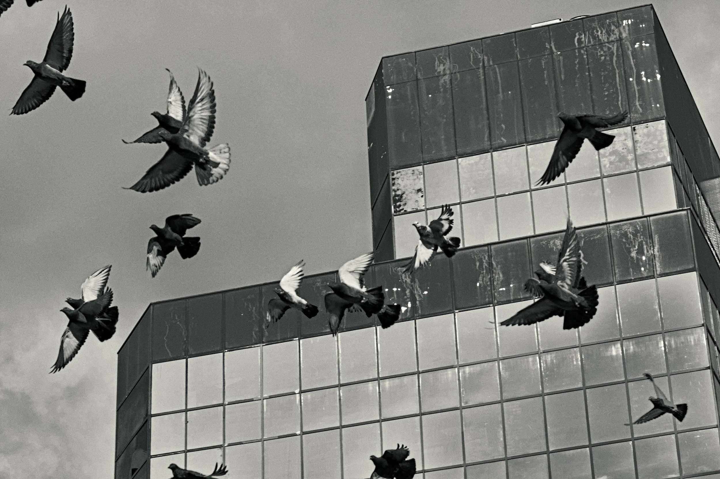 Flock of pigeons flying past modern glass building. Urban wildlife high contrast black and white photography.