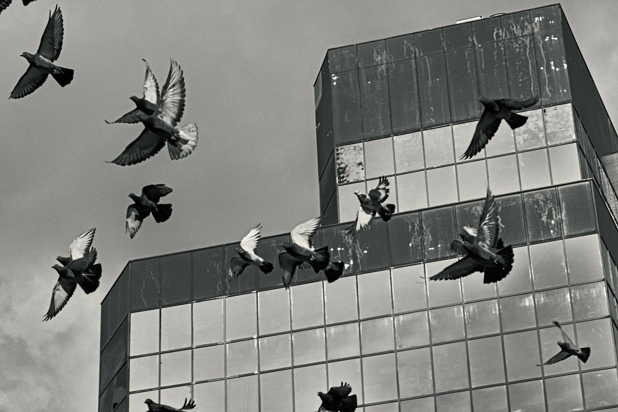 Pigeons (Entropy) // New York, 2025 // 2026 Regional Juried Show, Hill Center Galleries, 2026