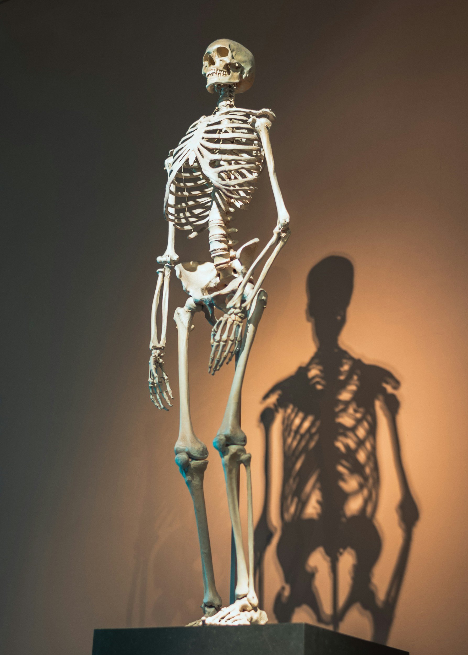 A human skeleton standing on a pedestal, with a spotlight casting its shadow on the wall behind it.