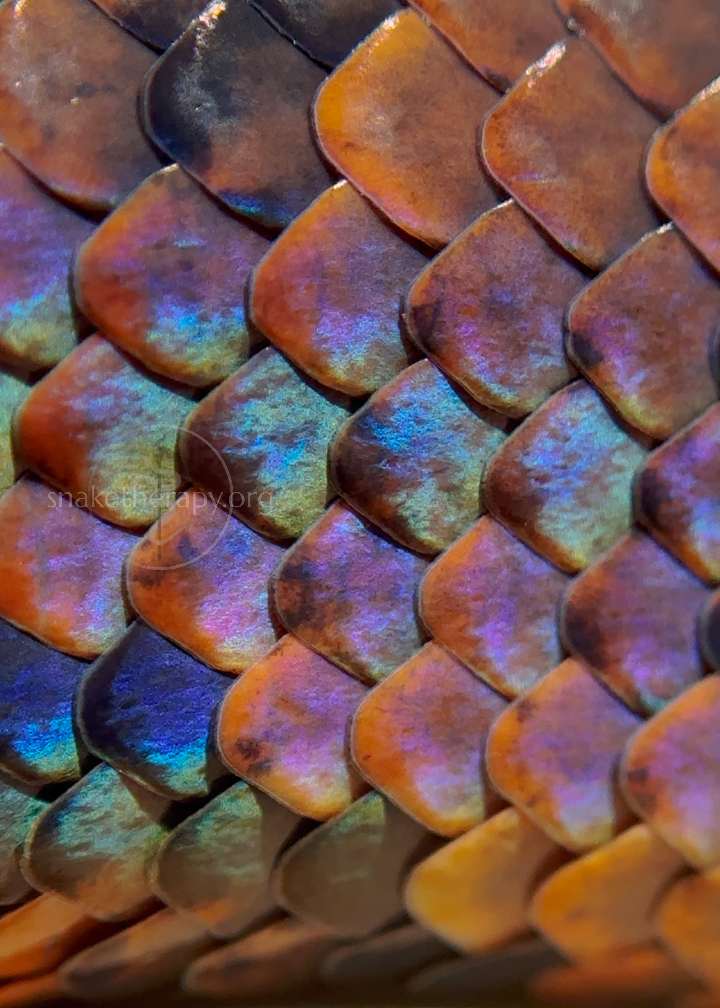 Snake Photo Prints - 5"x7"