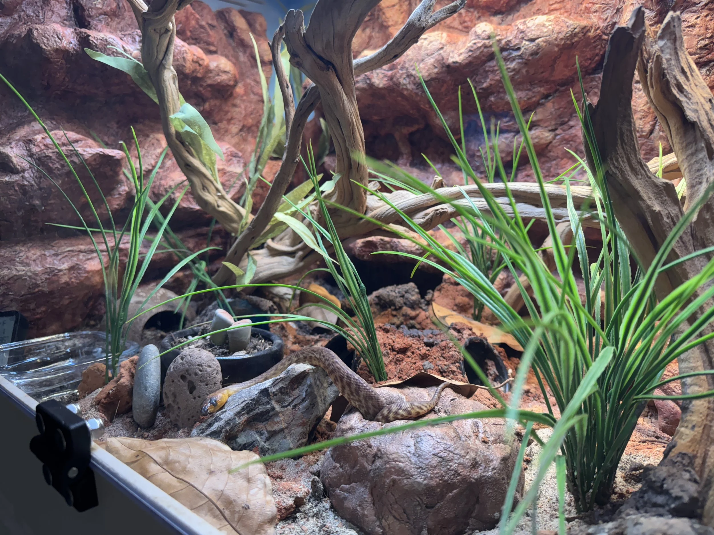 Captive Management/Enclosure Design Consultation