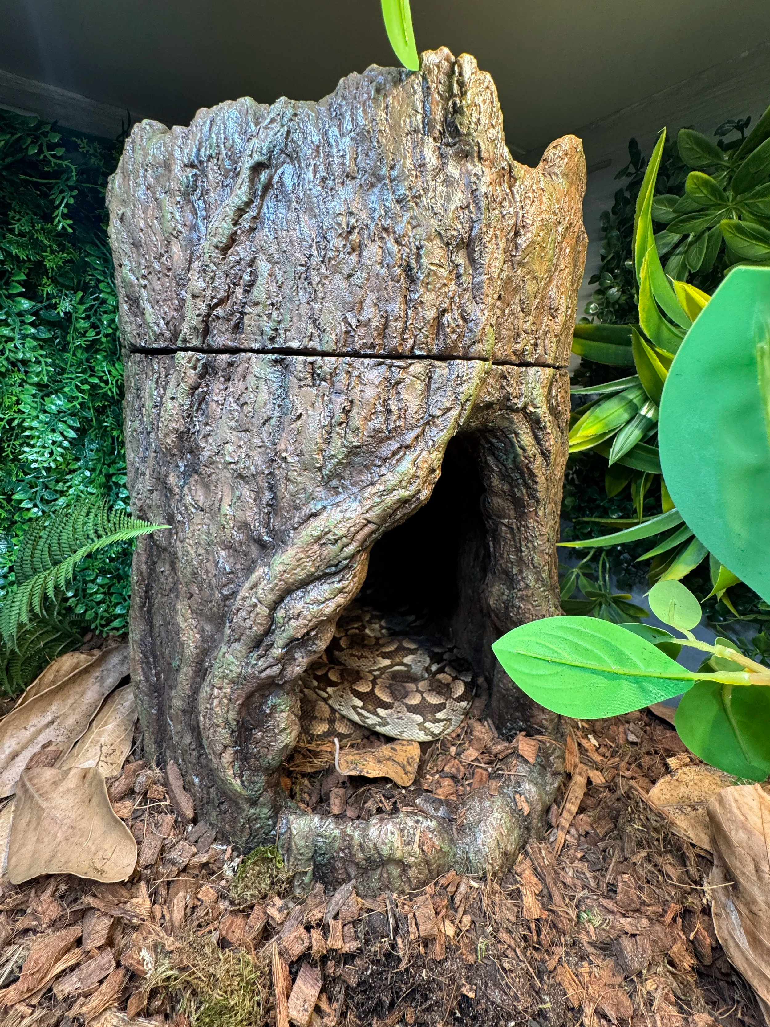 Tree-Trunk Snake Hide