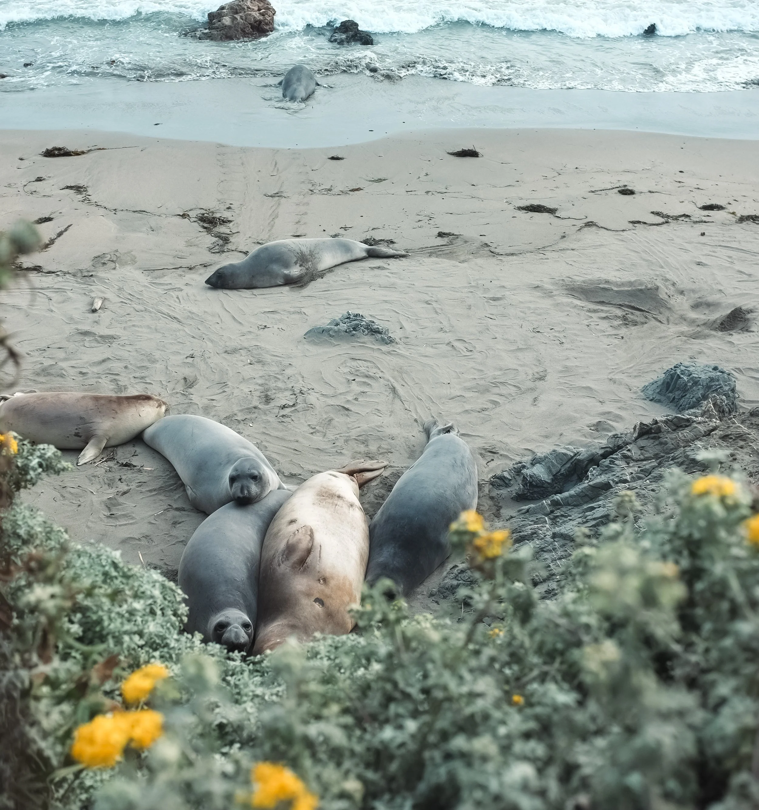 Beached seals lying on a sandy shore with ocean waves in the background. Vegetation with yellow flowers is in the foreground.