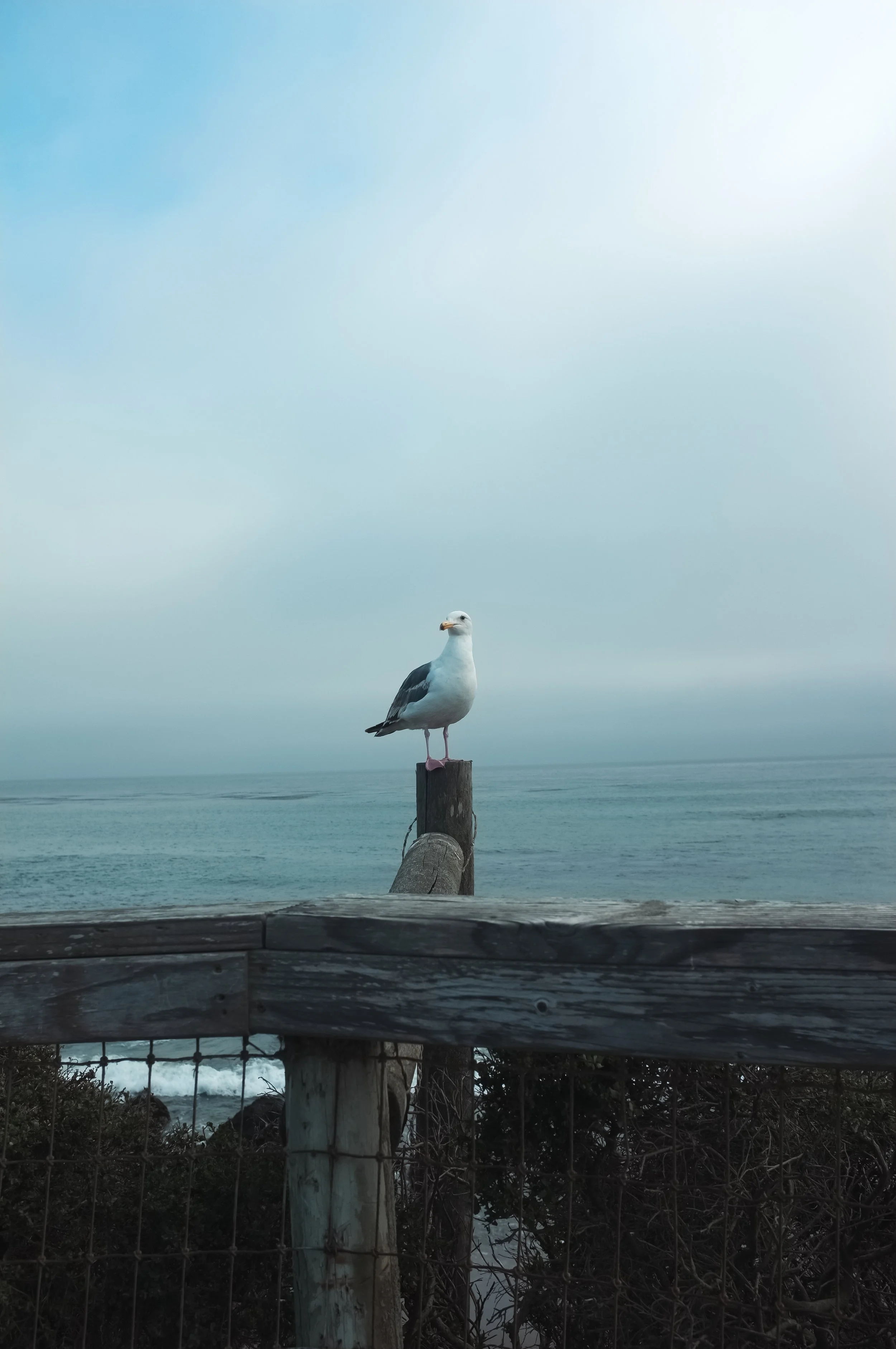 A seagull perched on a wooden post near a body of water with a cloudy sky overhead.