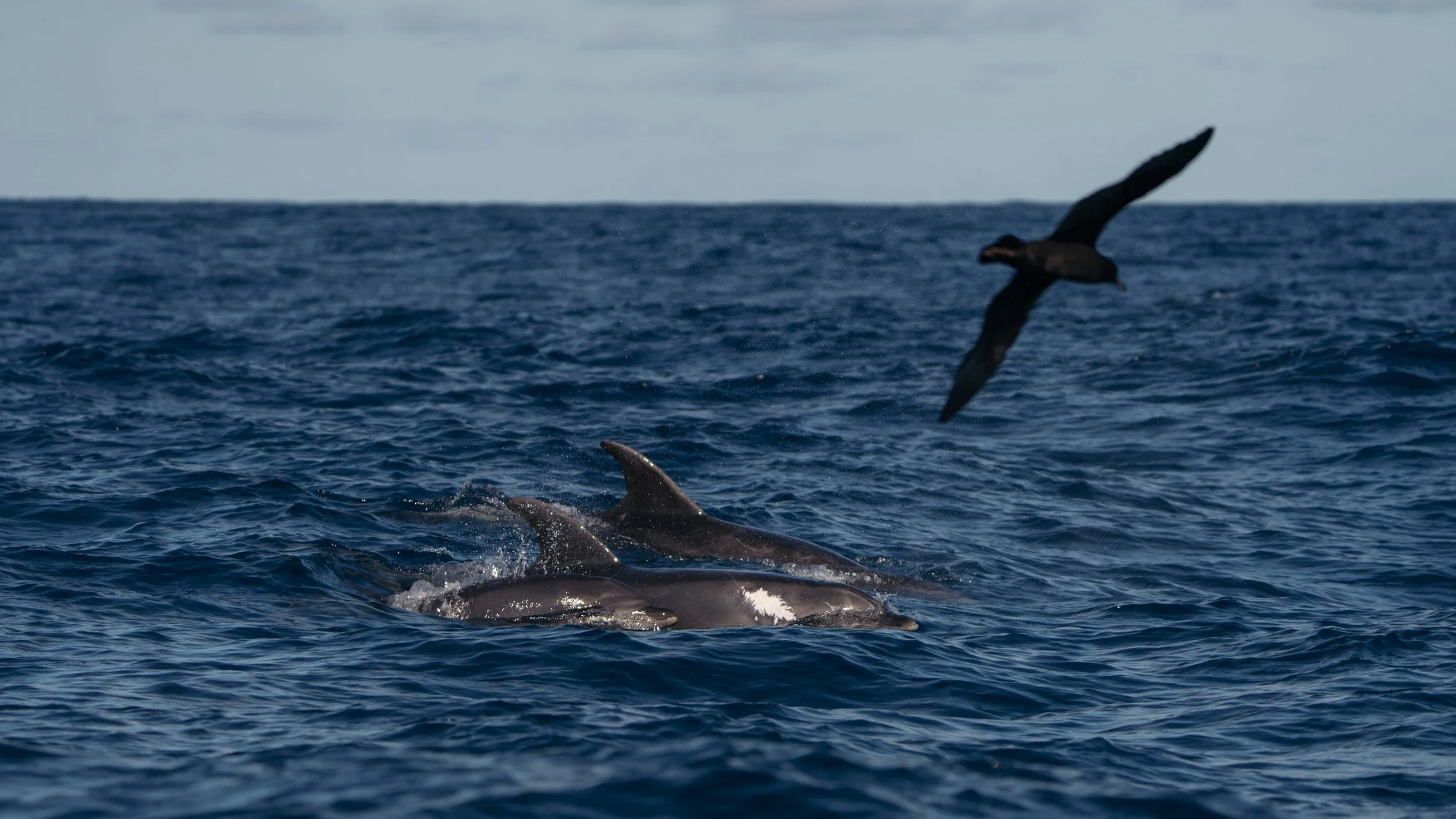 LORD HOWE ISLAND-5.jpg