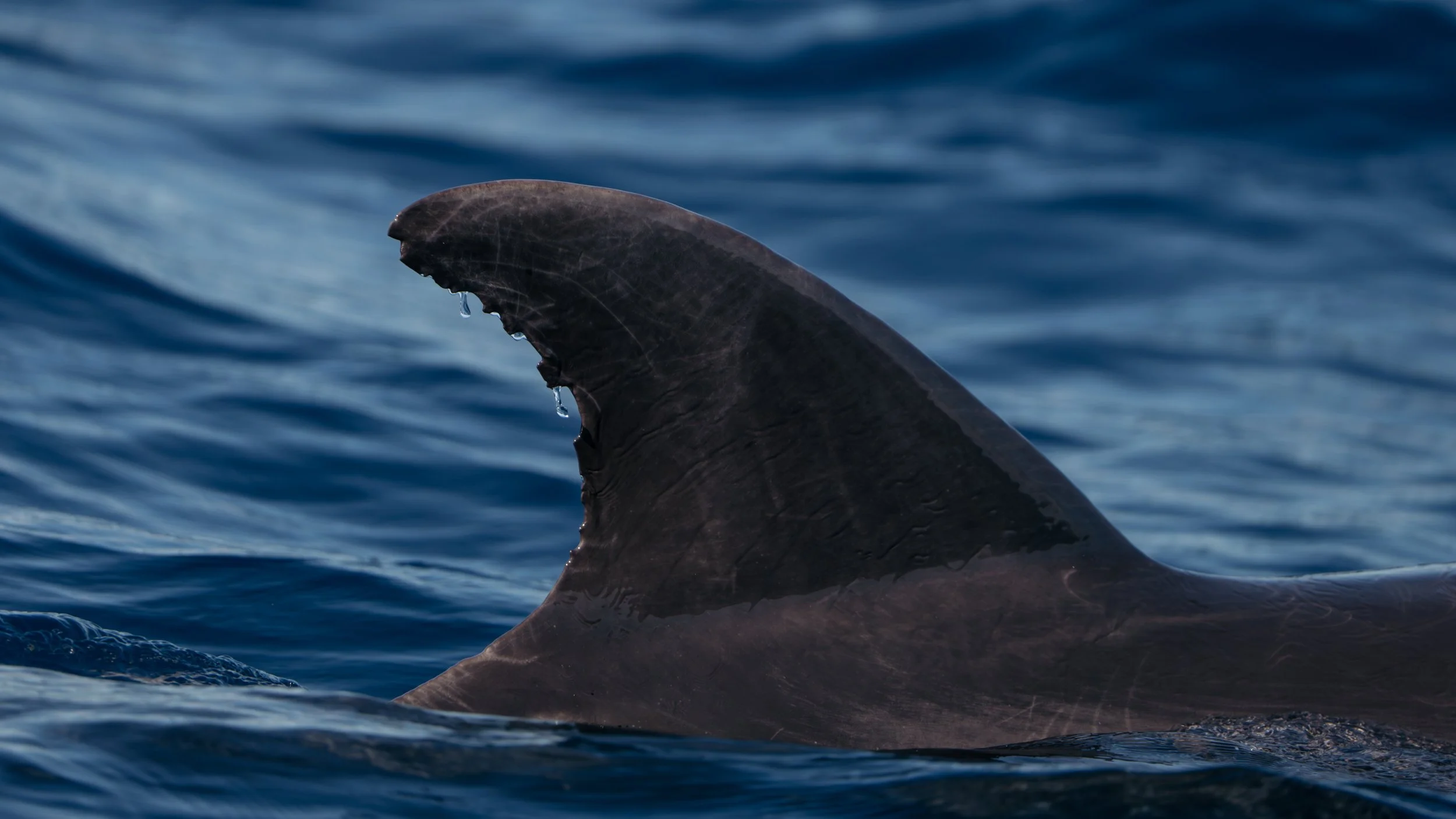 LORD HOWE ISLAND-6.jpg