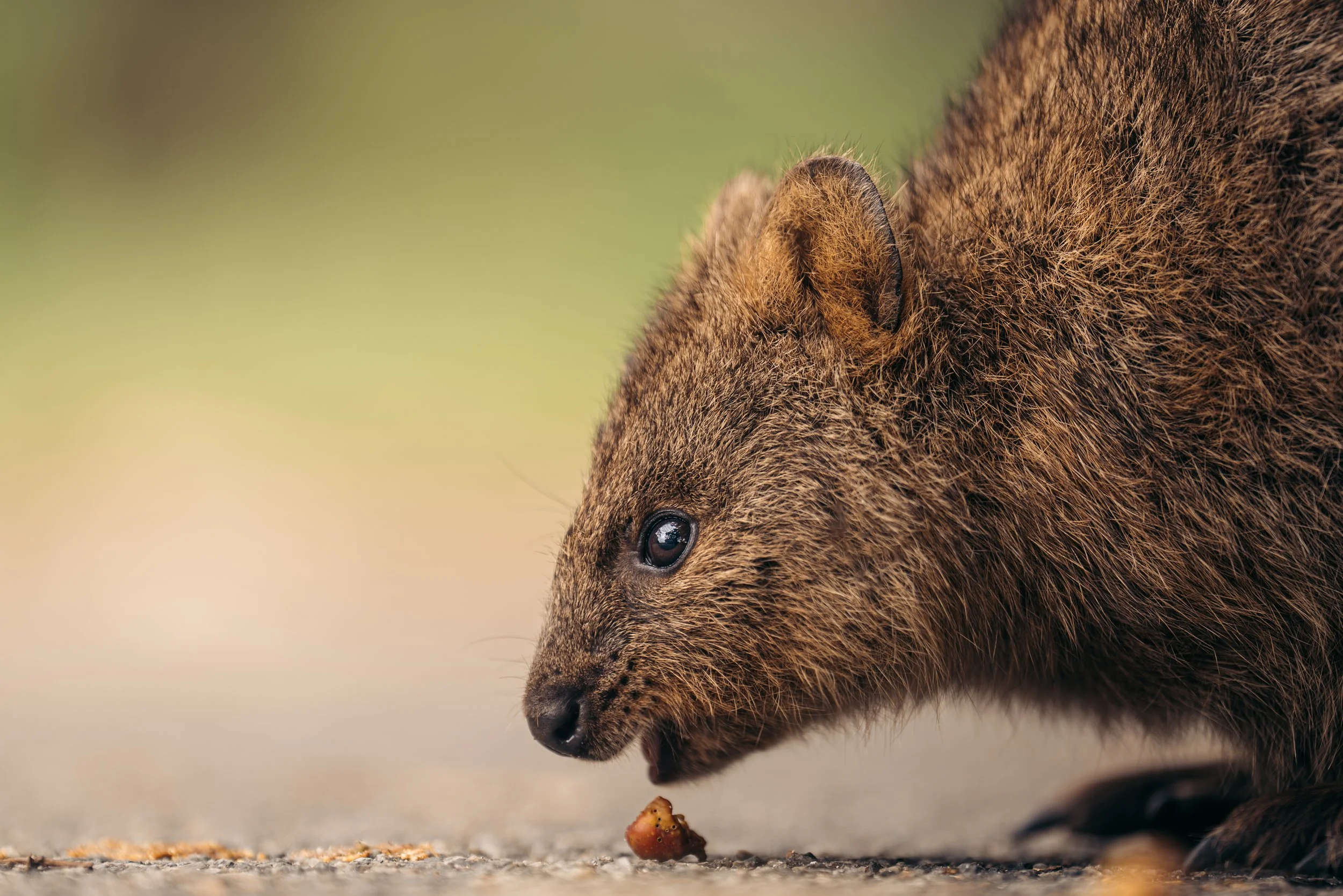 Quokka-1.jpg