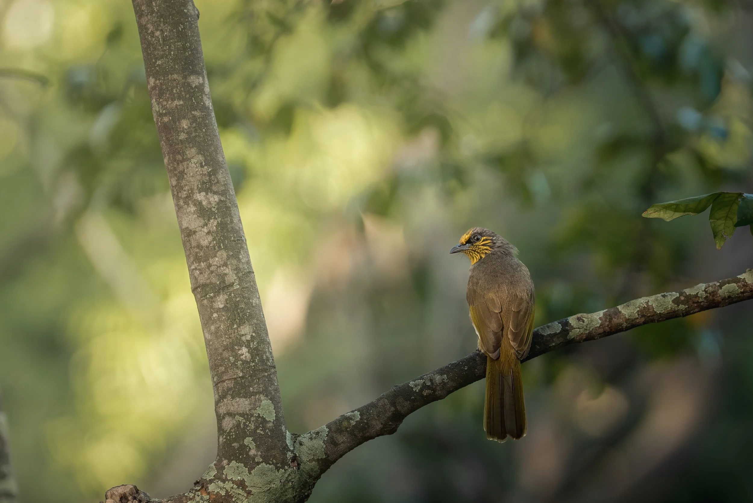 Son Tra Peninsula-3.jpg