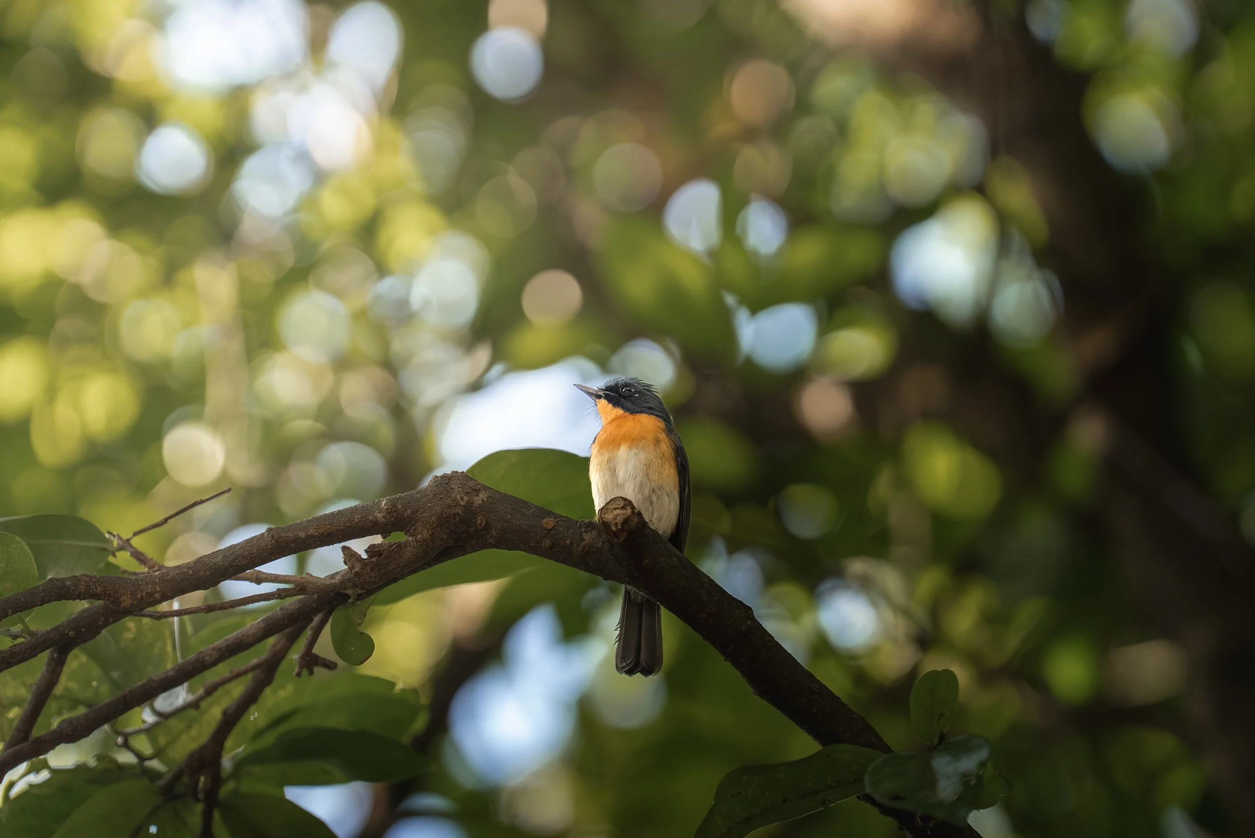 Son Tra Peninsula-4.jpg