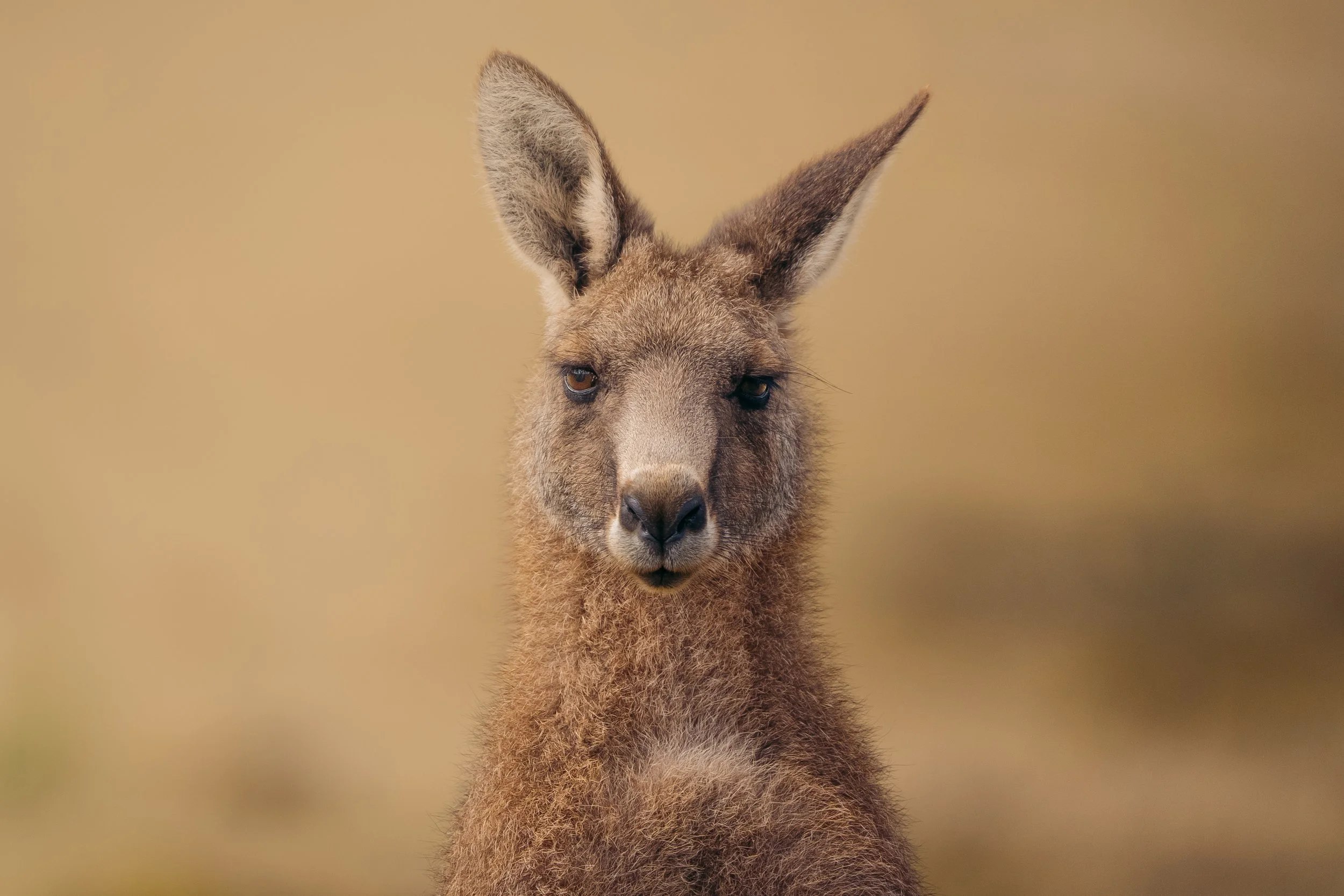 Eastern Grey Kangaroo-1.jpg