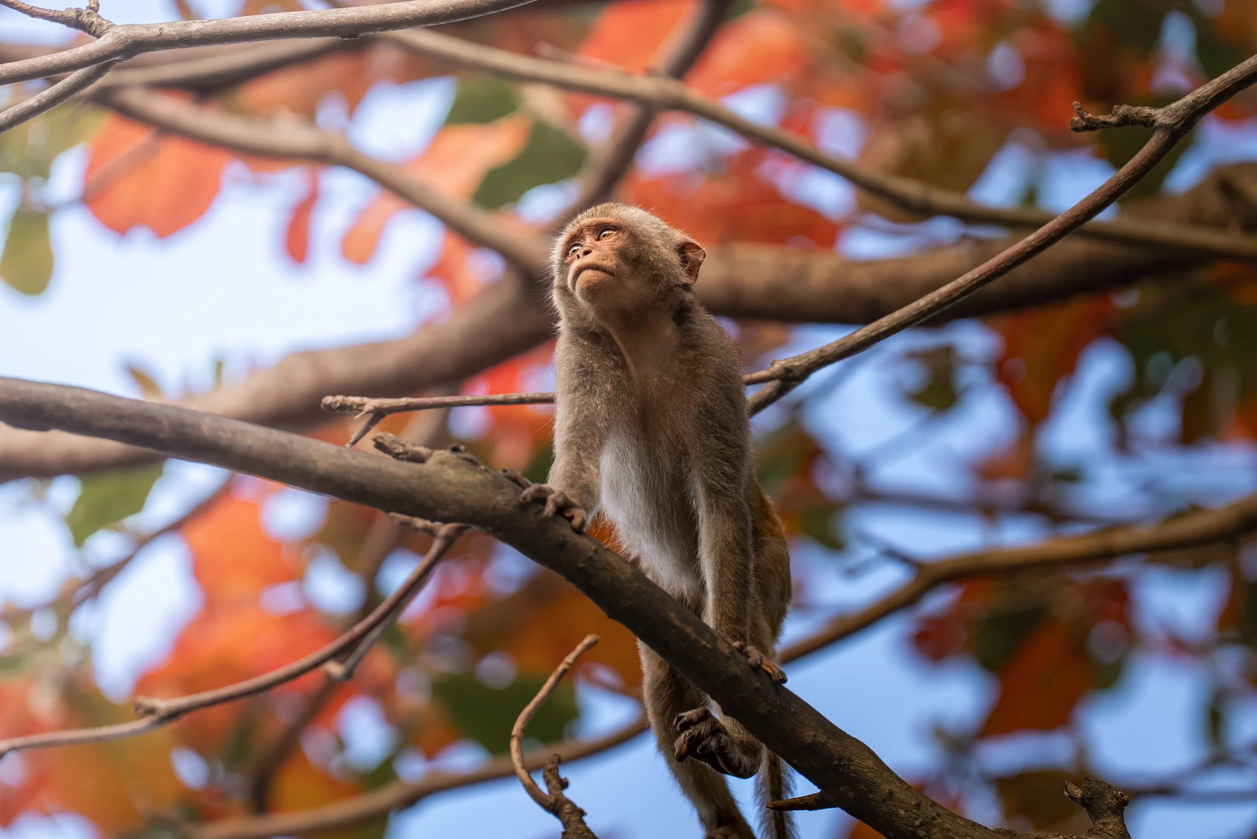 Son Tra Peninsula-1.jpg