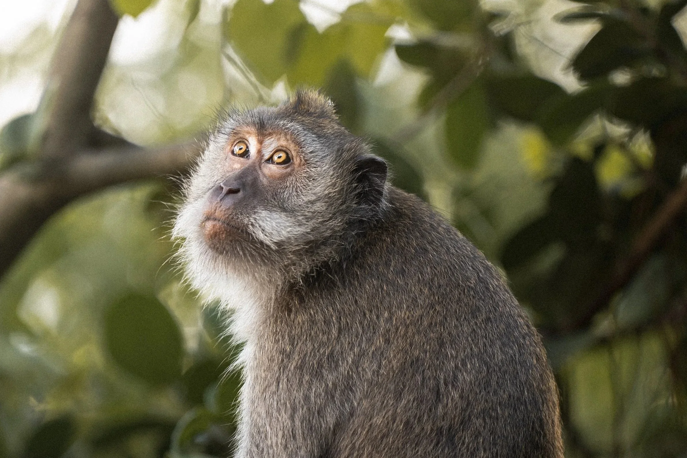 Long-tailed Macaque.jpg