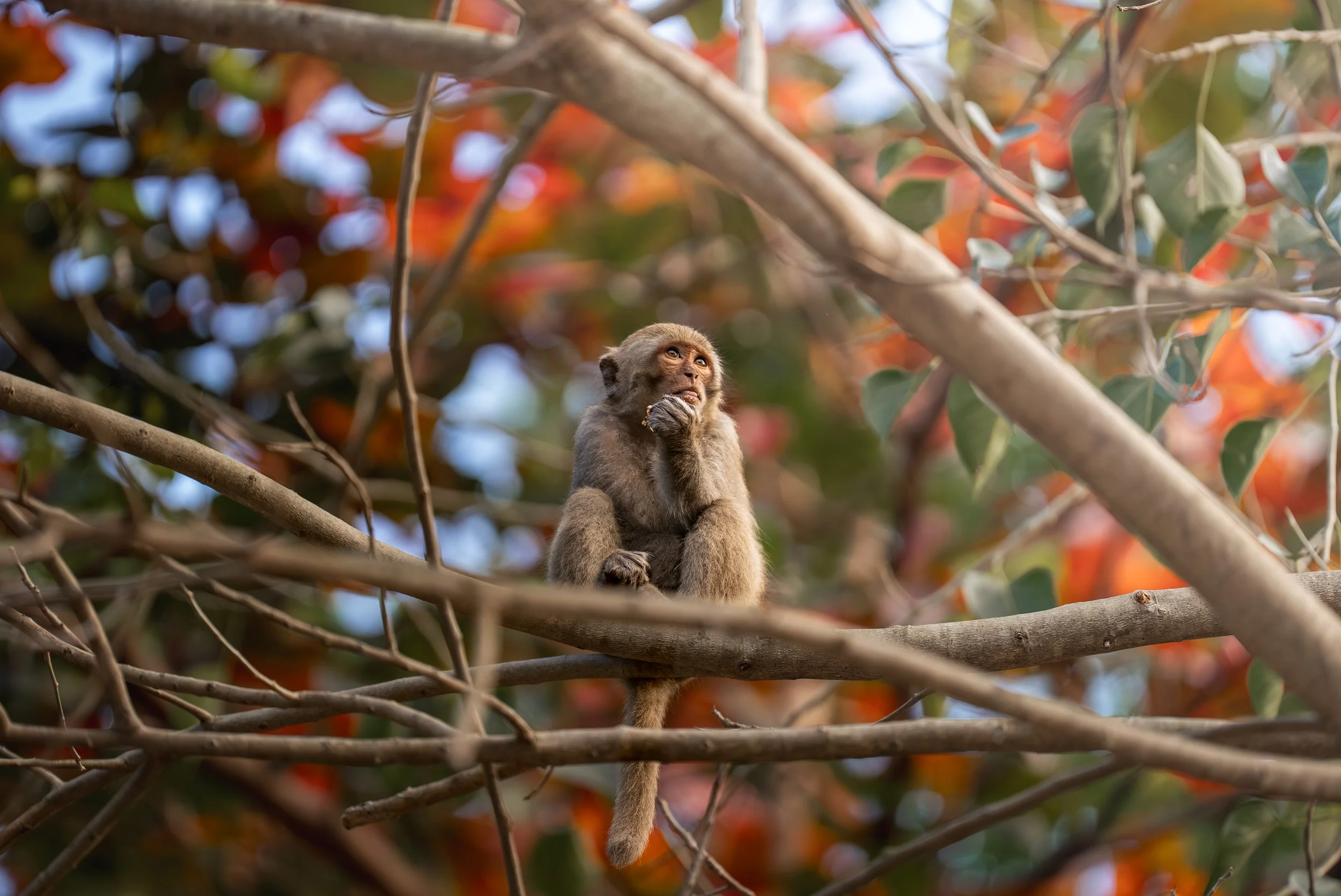 Son Tra Peninsula-2.jpg