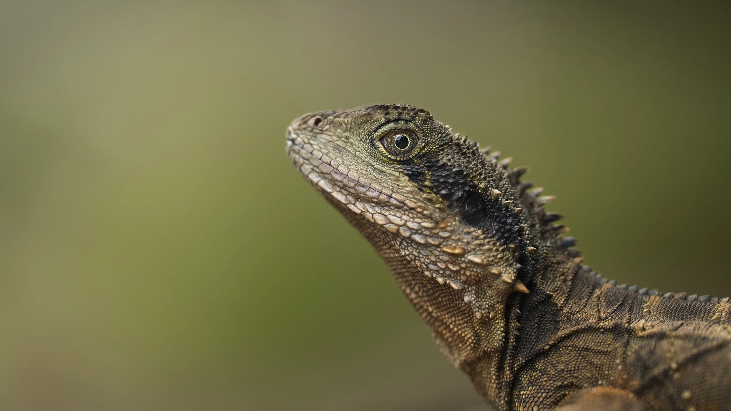 Australian Water Dragon-1.jpg