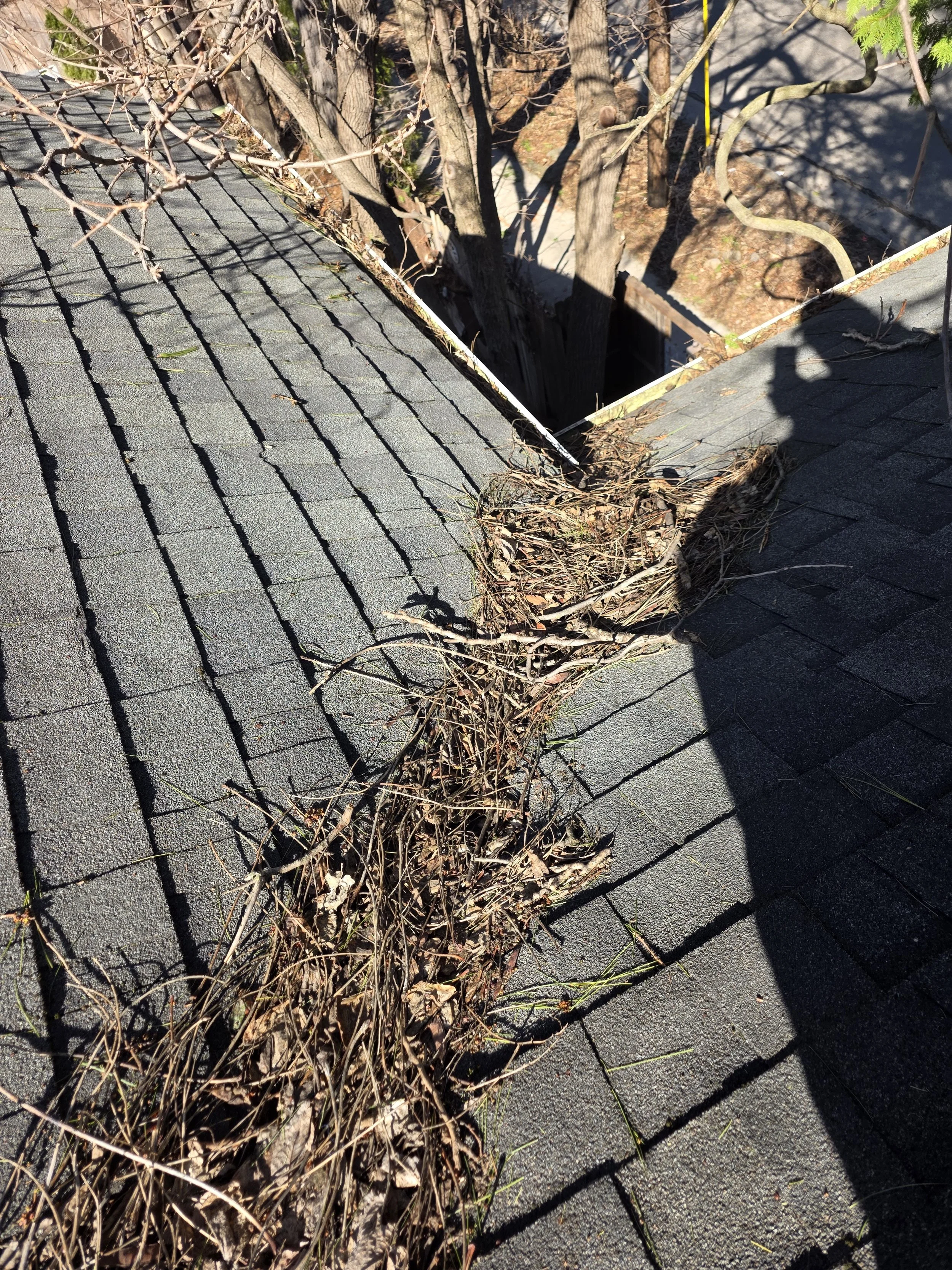 A rooftop with gray shingles has dry leaves, twigs, and weeds growing along the edge. A large tree with bare branches is nearby, casting shadows on the roof. In the background, there is a yard with dirt and some green plants.