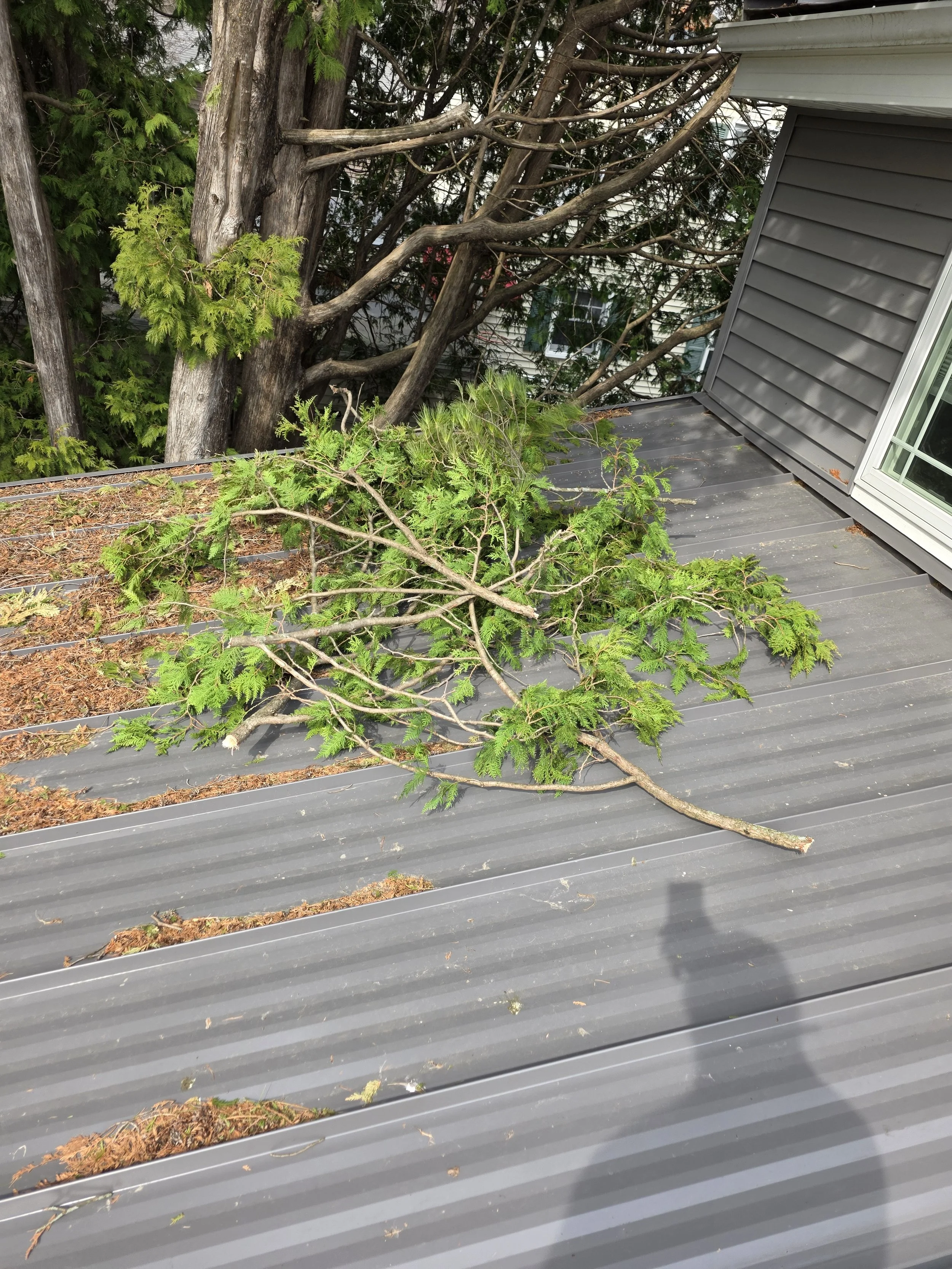 Tree branches and green foliage fallen onto a gray metal roof next to a house with gray siding and a window.