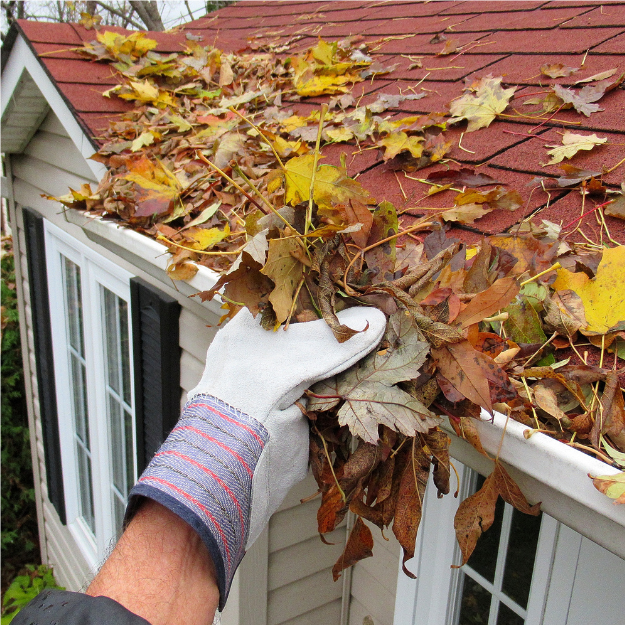 Person wearing a glove removing fallen autumn leaves from a house gutter.