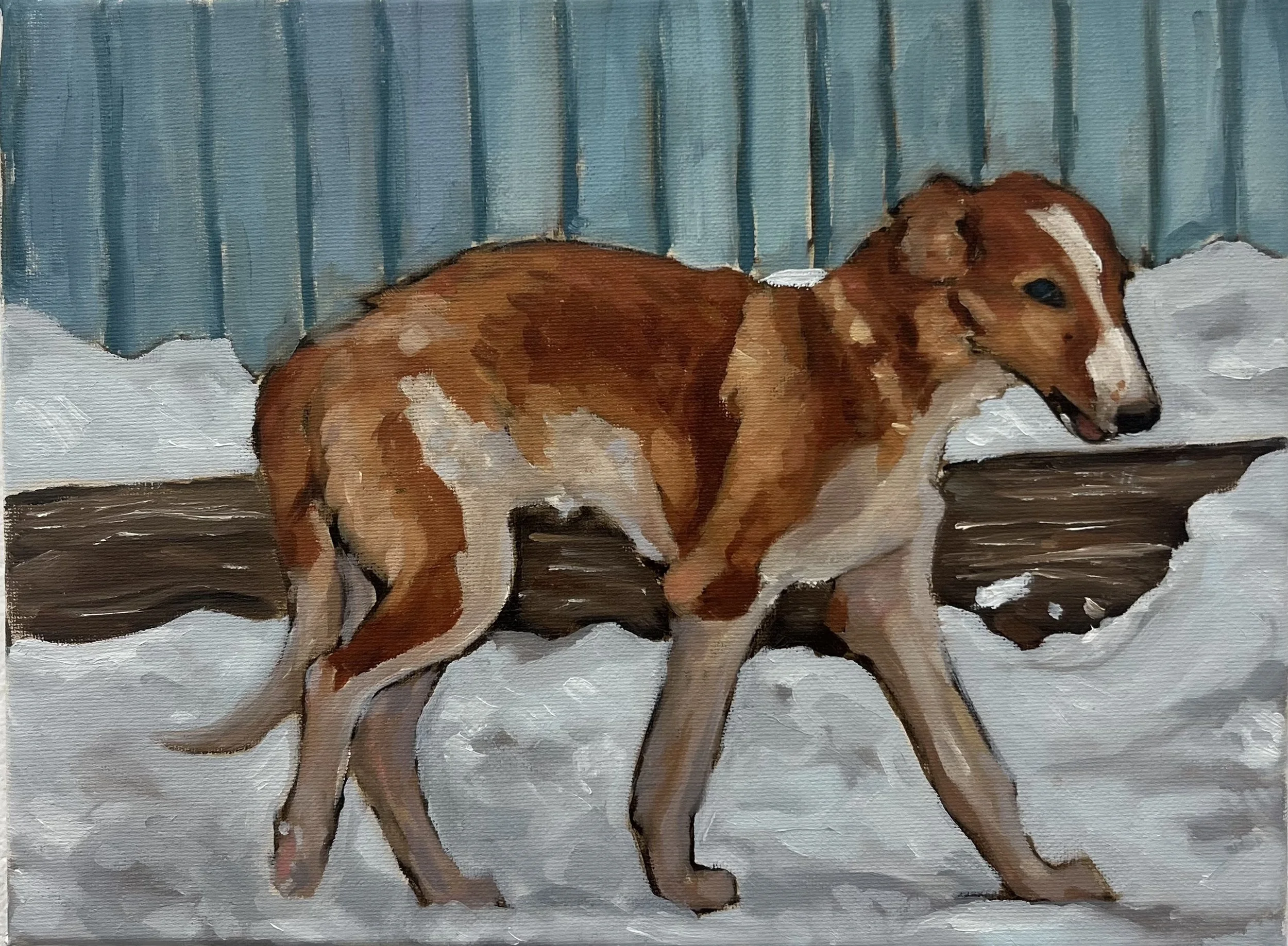 Borzoi pup, 12" x9", Oil on Canvas