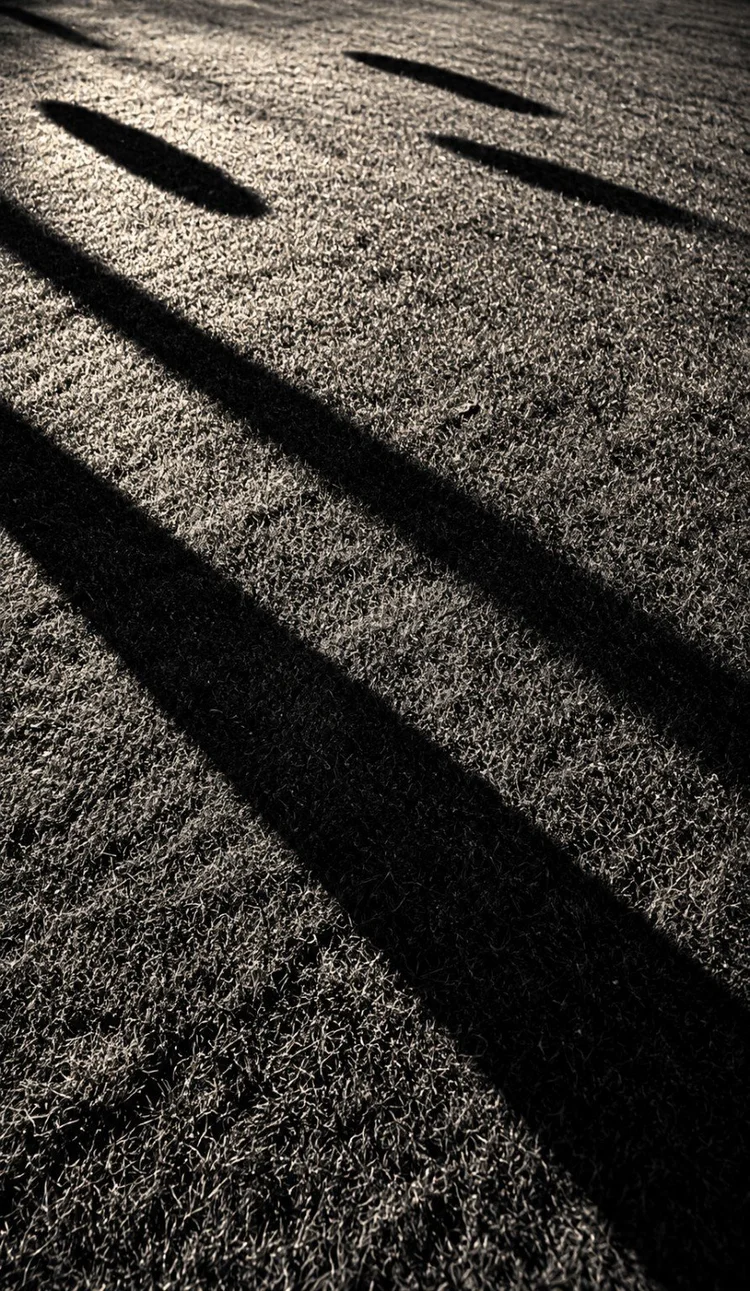 Long, sharply defined shadows stretch diagonally across textured ground.