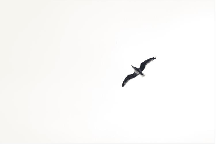 A lone gull glides with wings spread against an almost white sky.